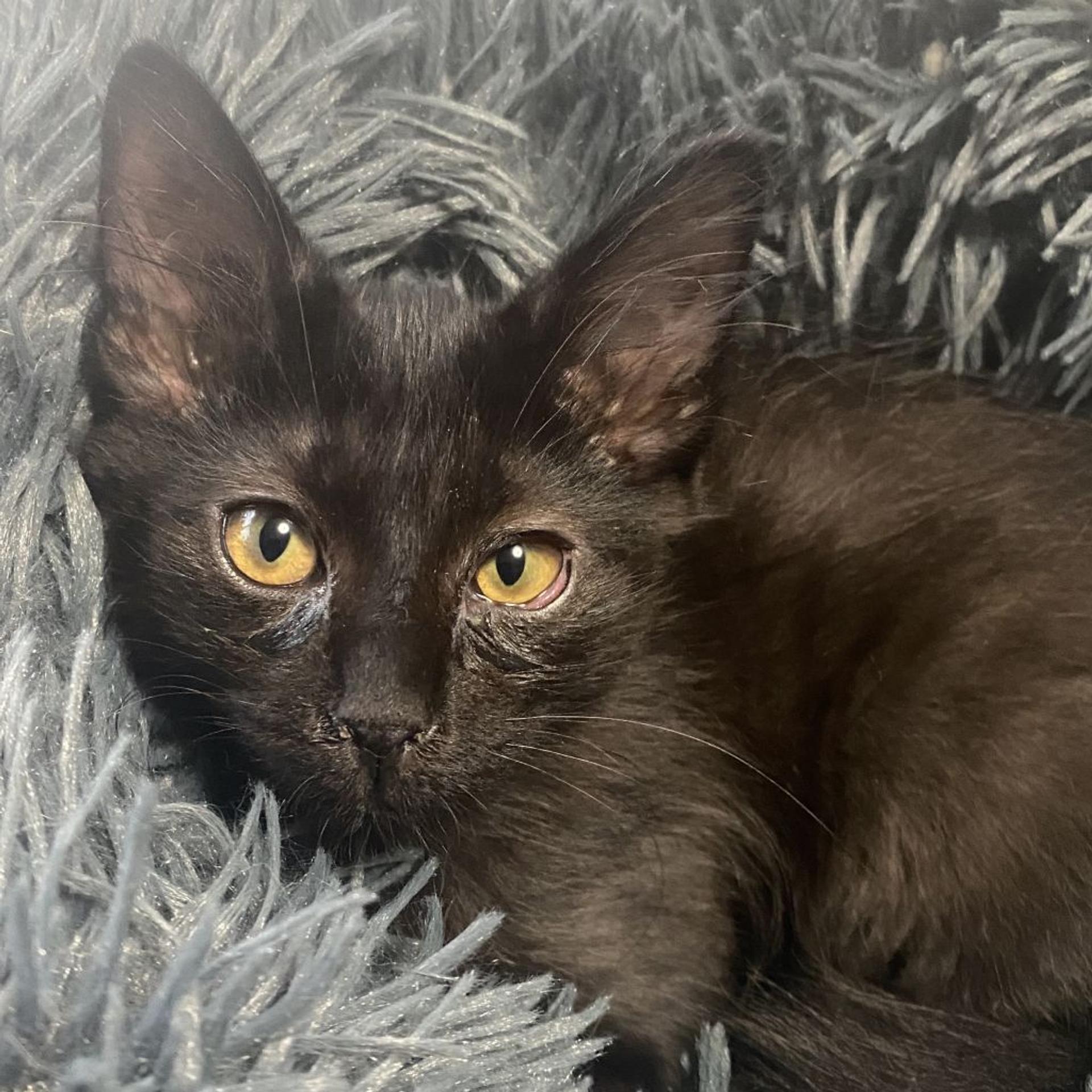 pet-image-9