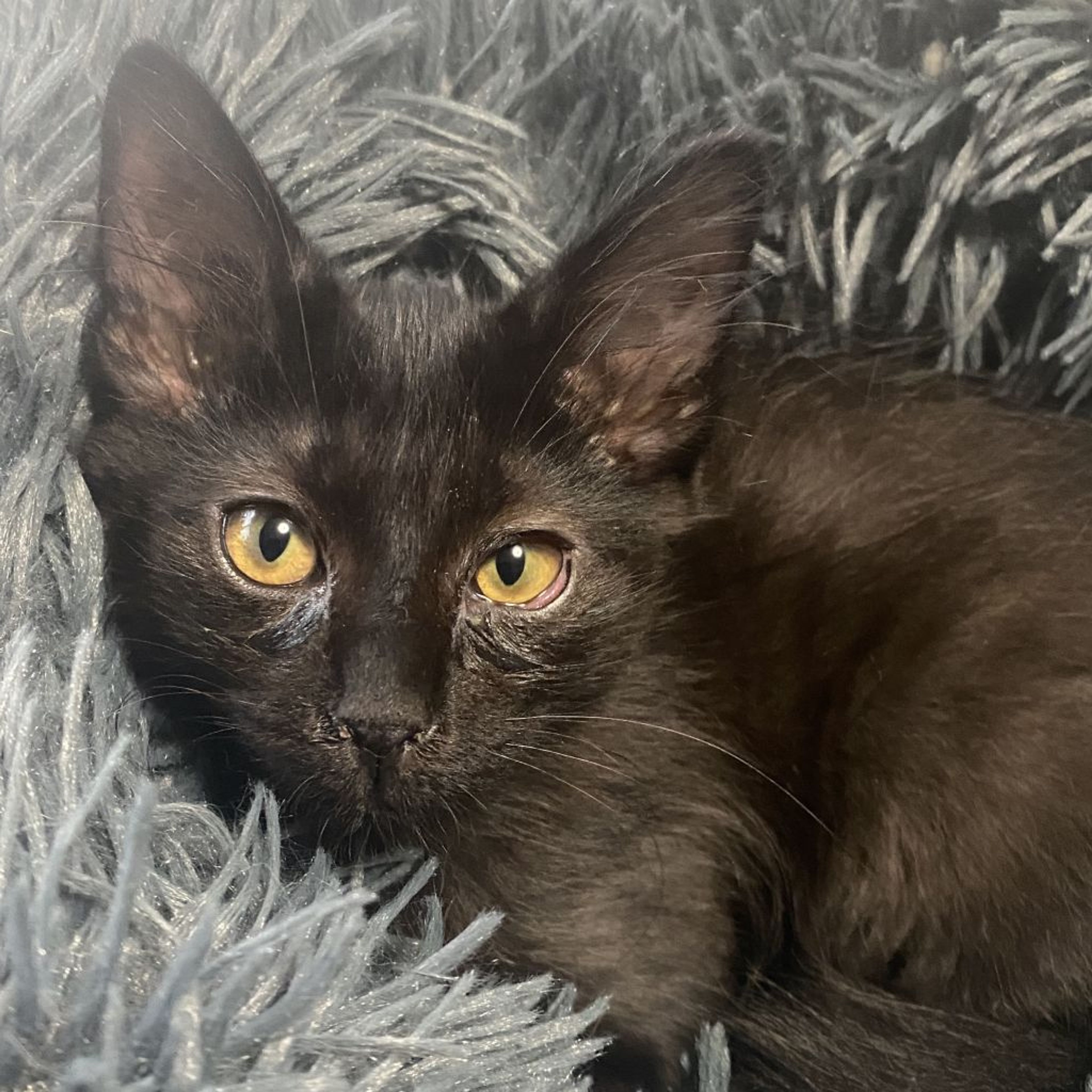 pet-image-9