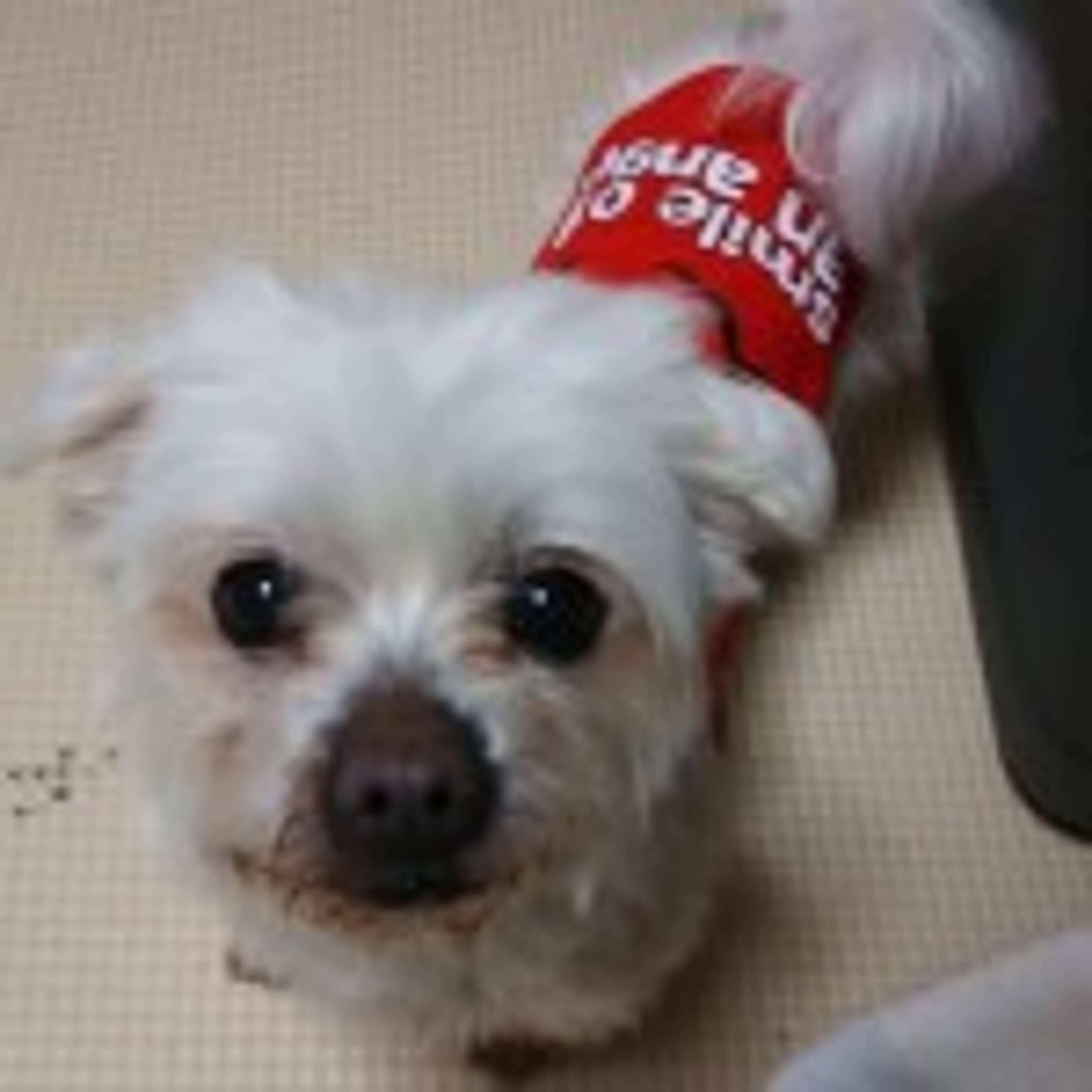 マルチーズ・メスの里親募集の写真
