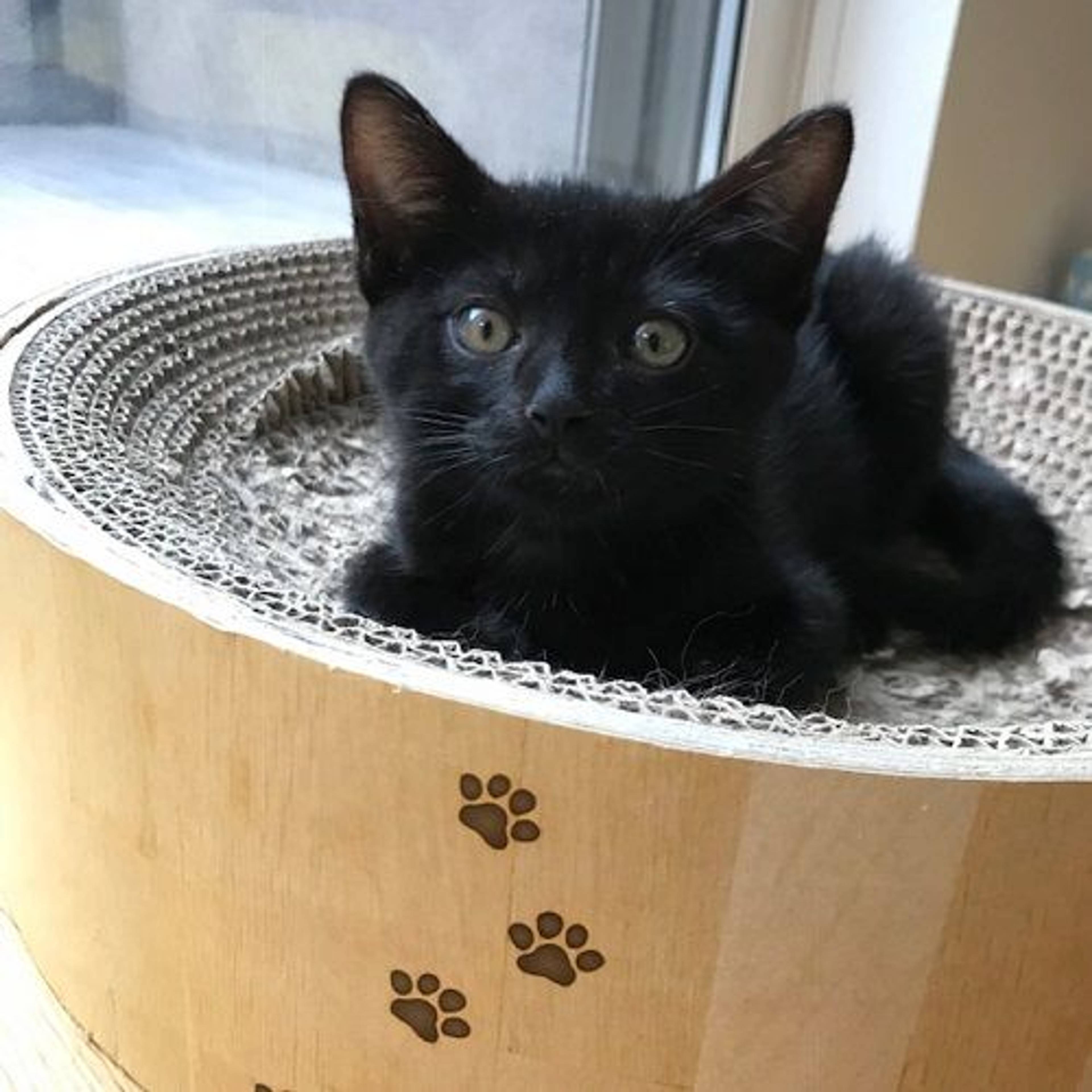 雑種（ミックス猫）・オスの里親募集の写真
