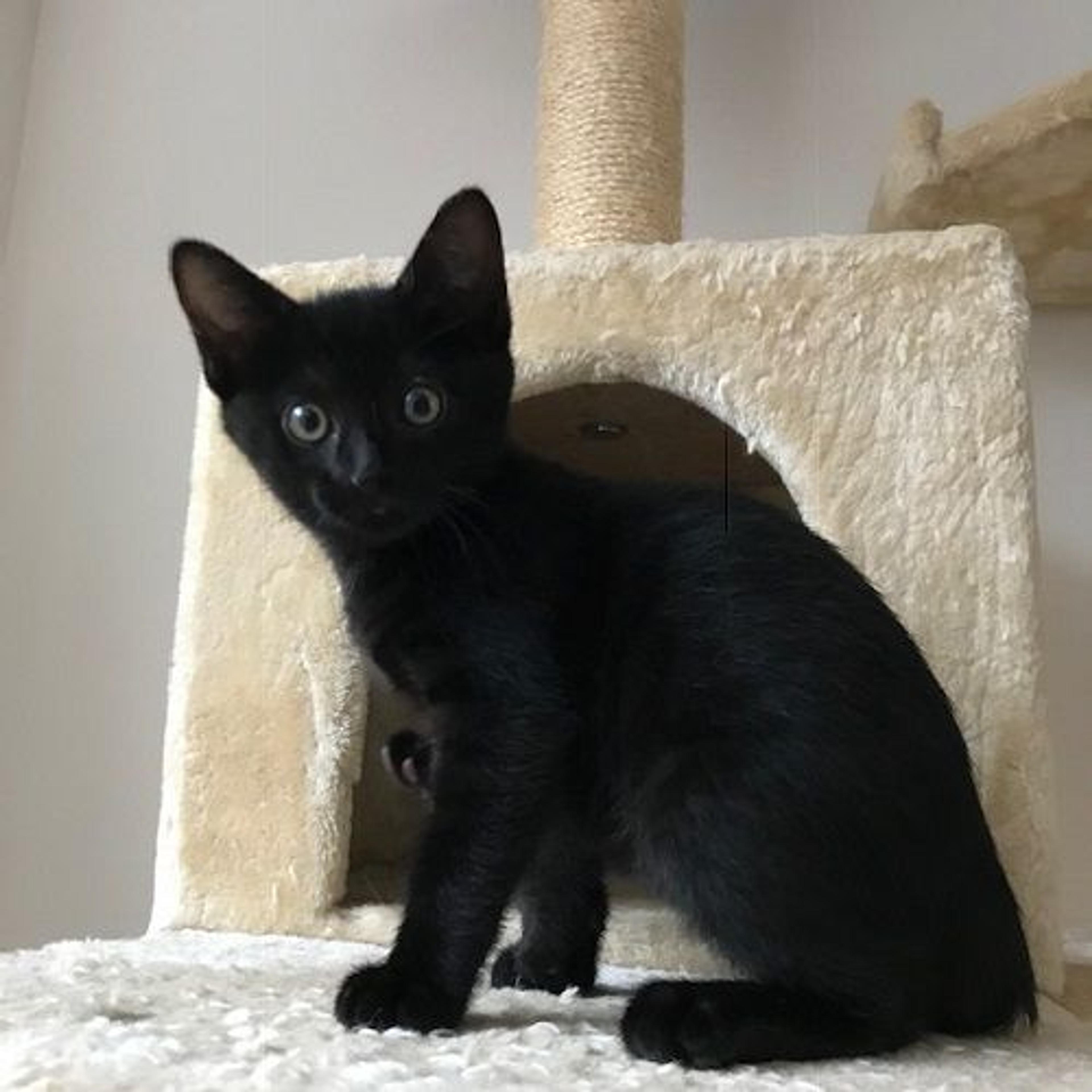 pet-image-2