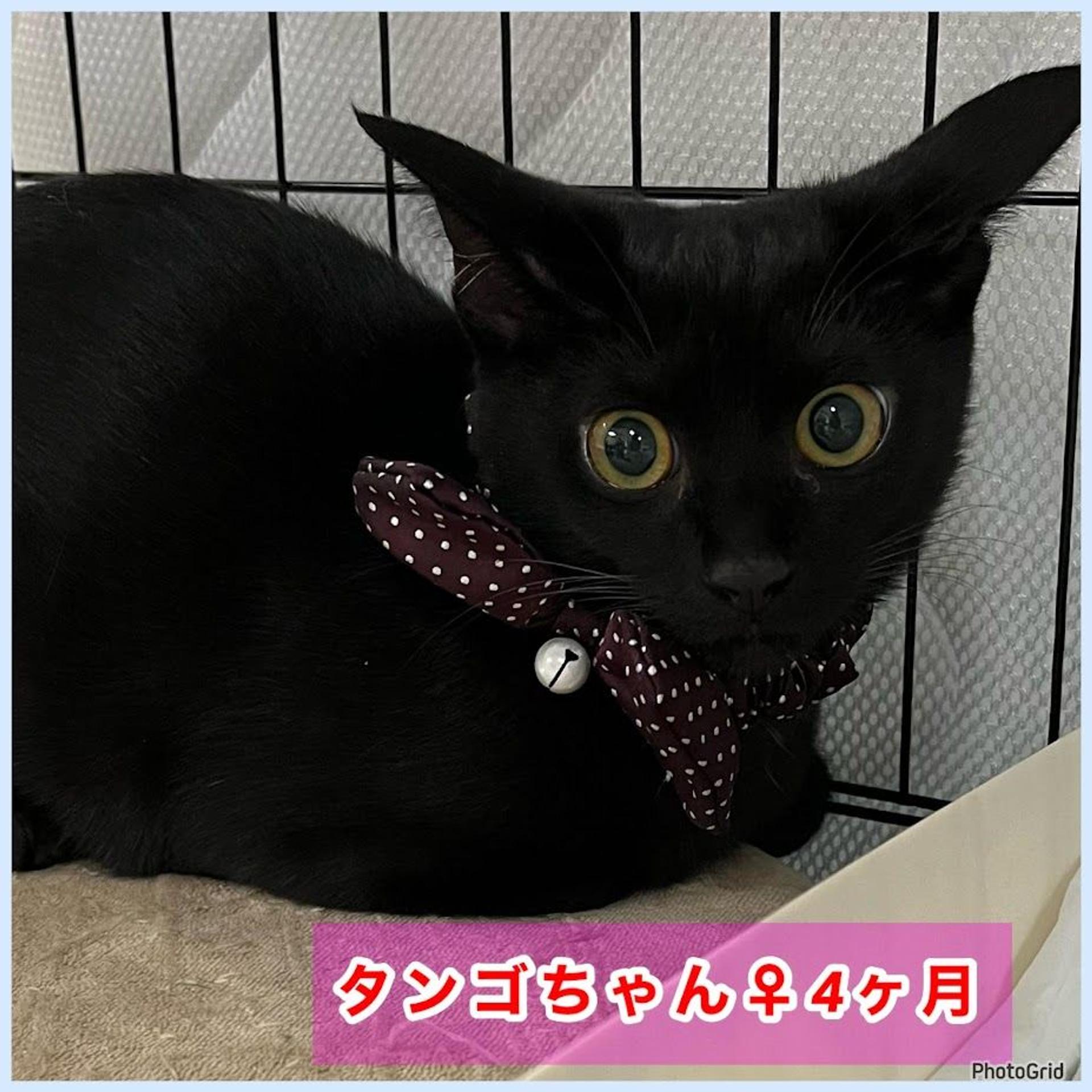 pet-image-4
