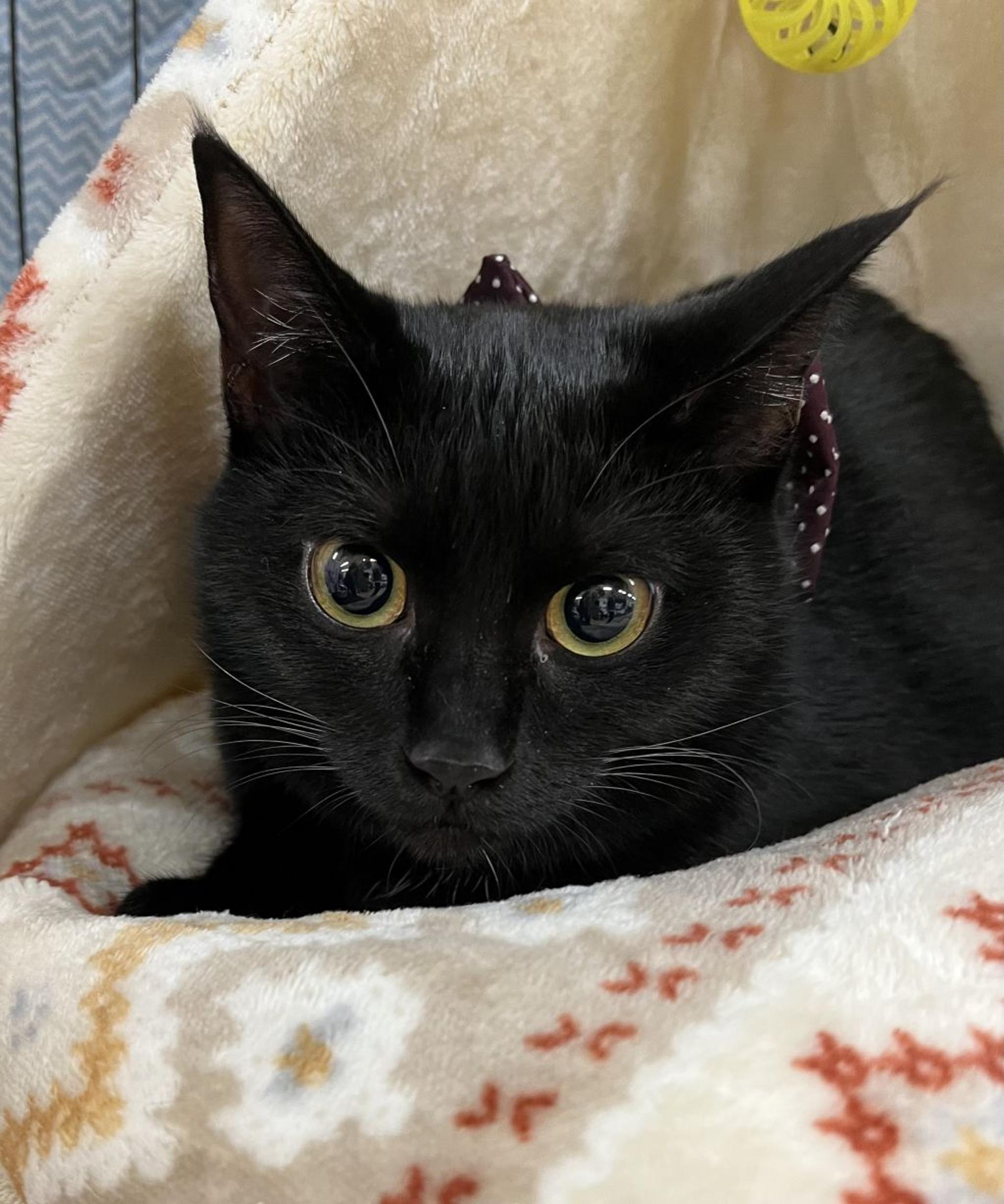 pet-image-6