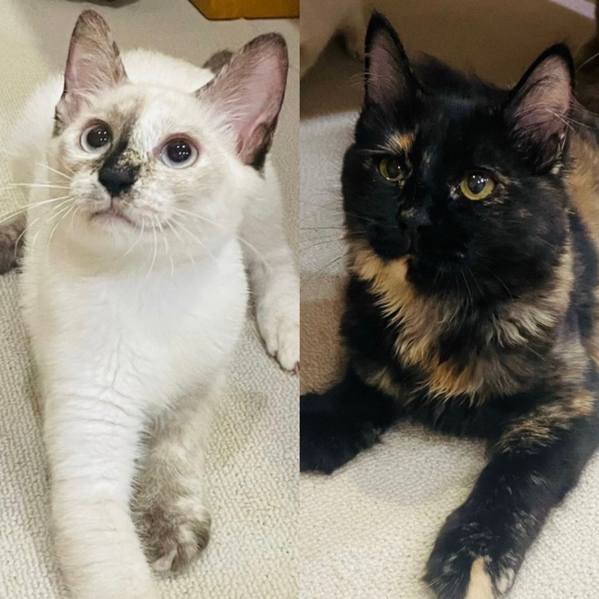 雑種（ミックス猫）・メスの里親募集の写真