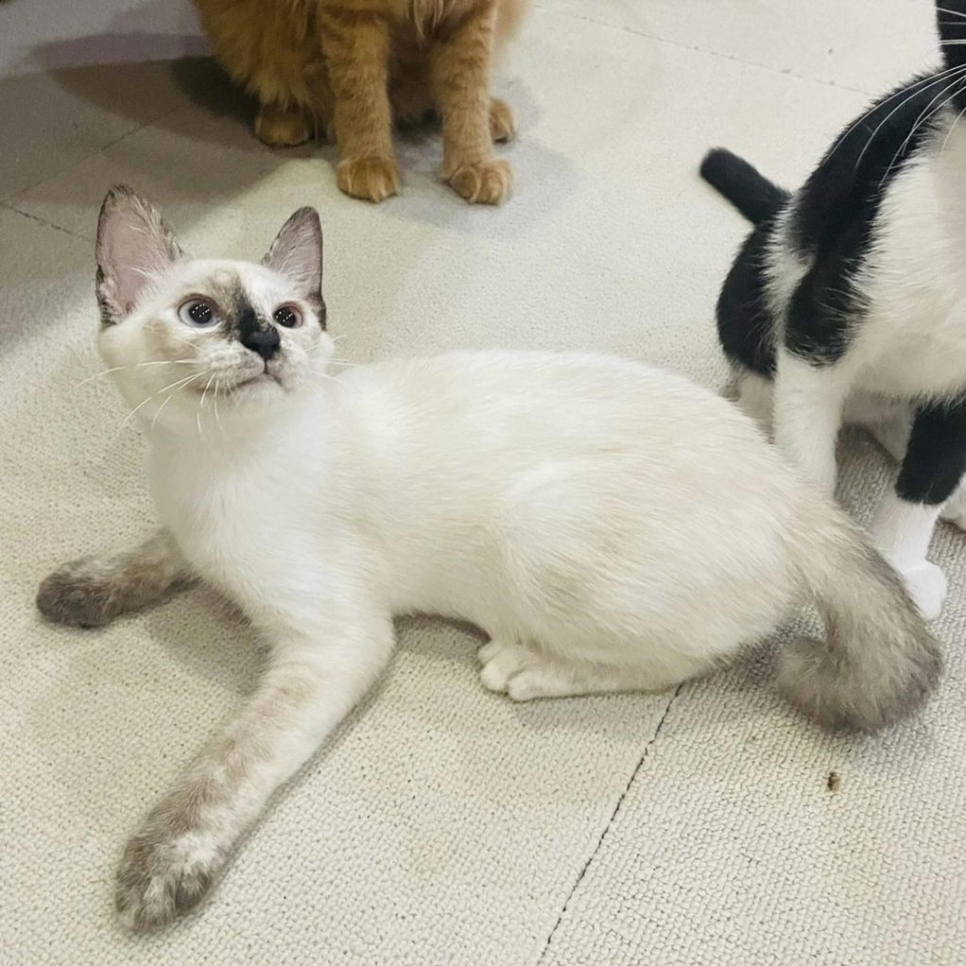 pet-image-2