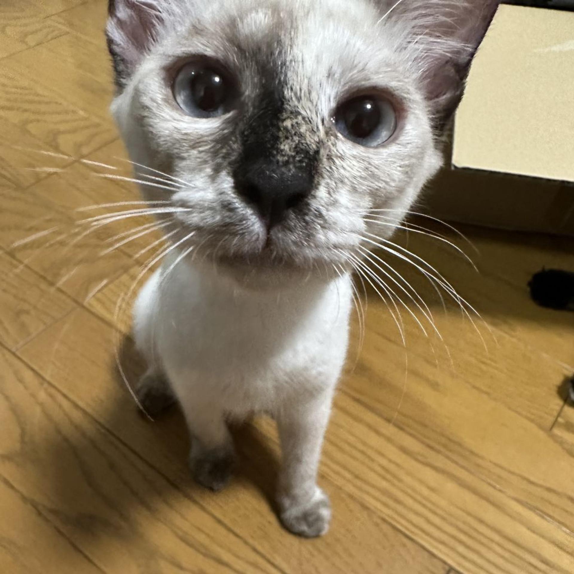 pet-image-4