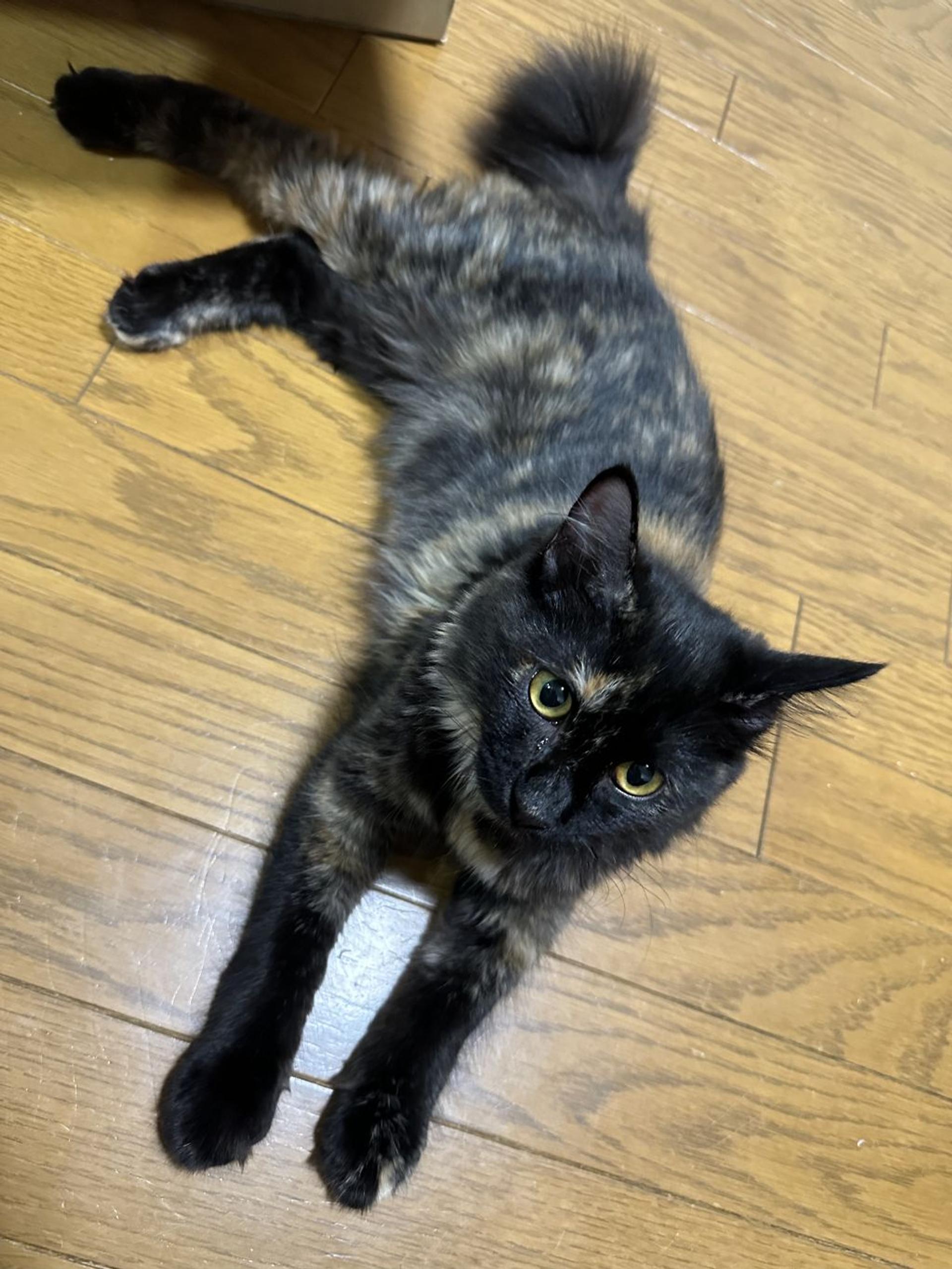 pet-image-6
