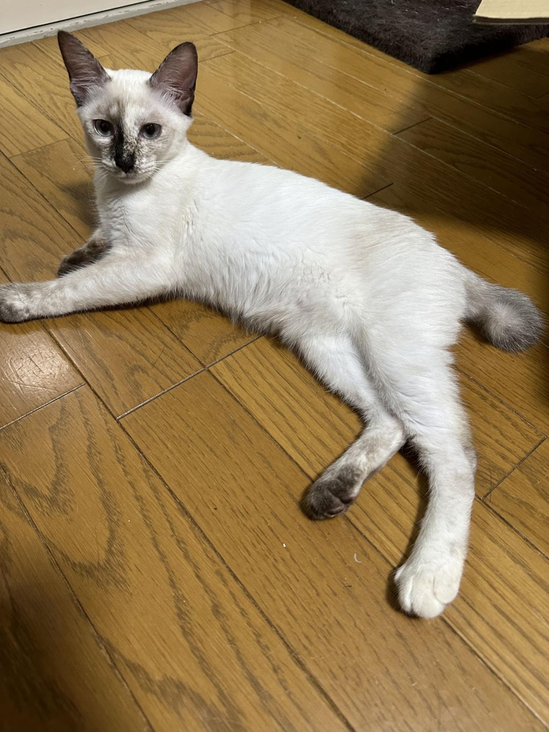 pet-image-7