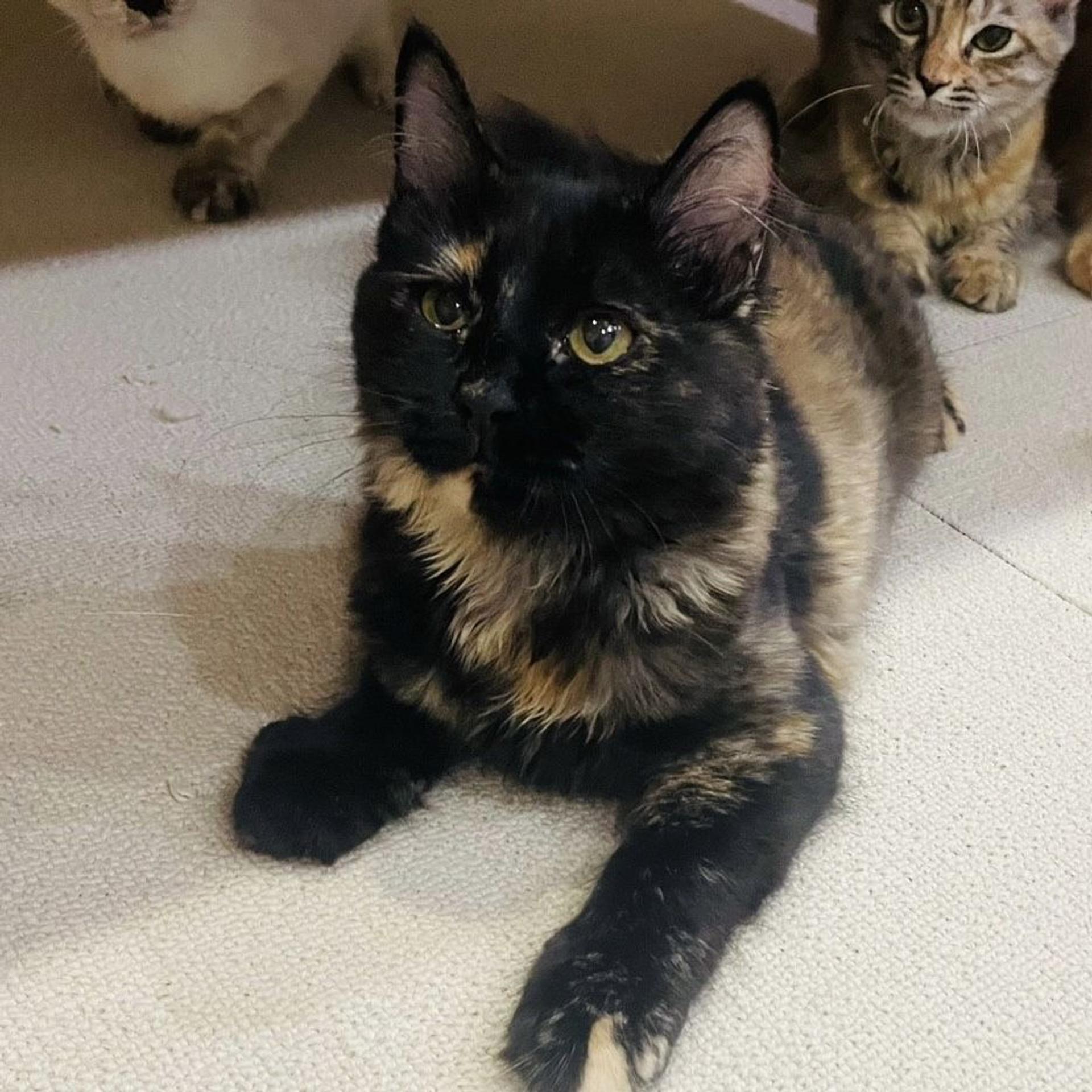 pet-image-9