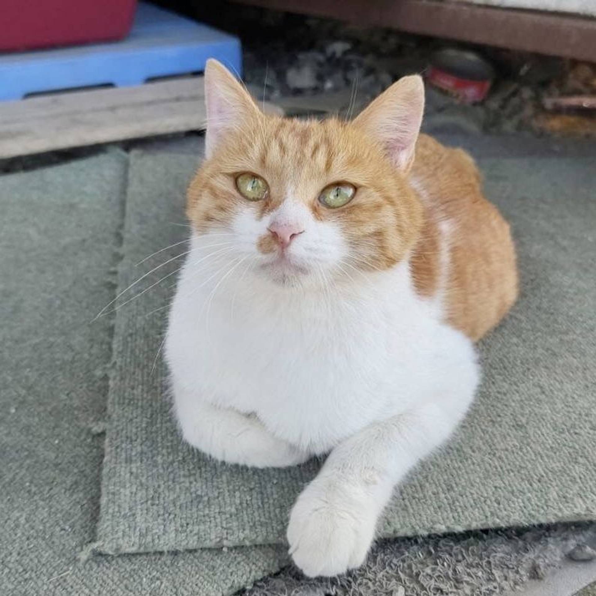 雑種（ミックス猫）・メスの里親募集の写真