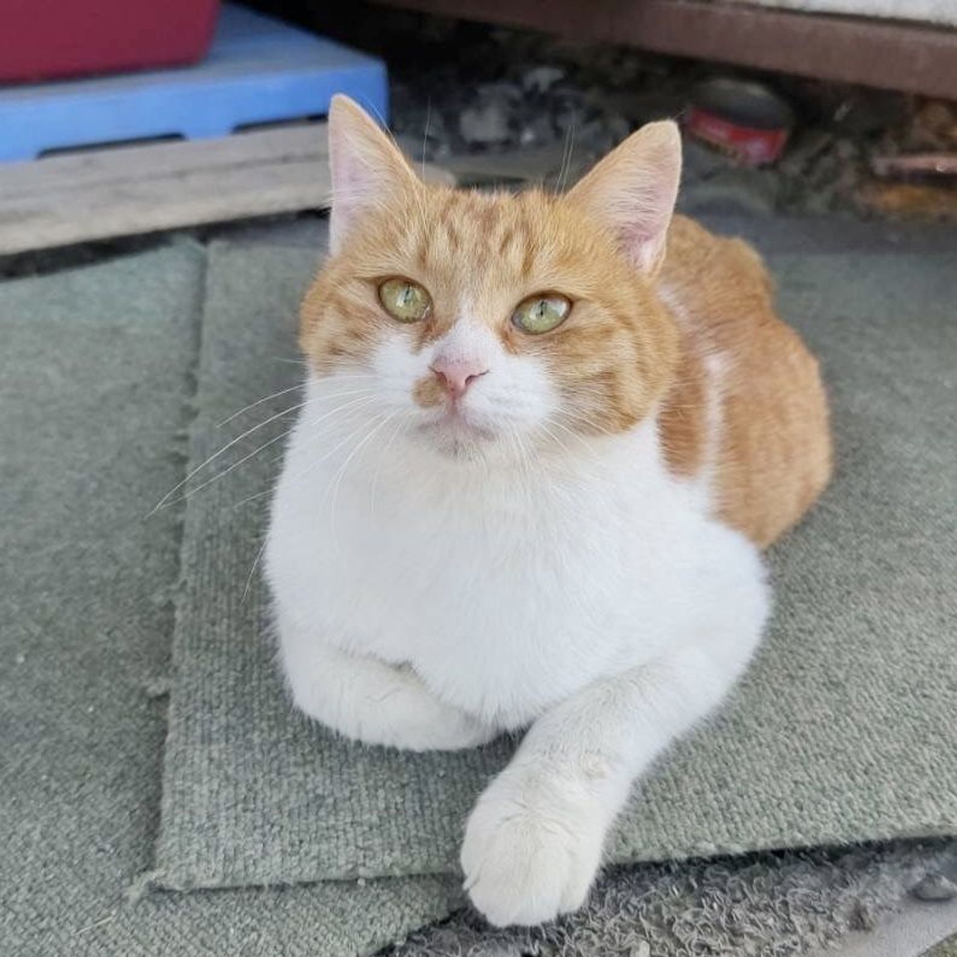雑種（ミックス猫）・メスの里親募集の写真