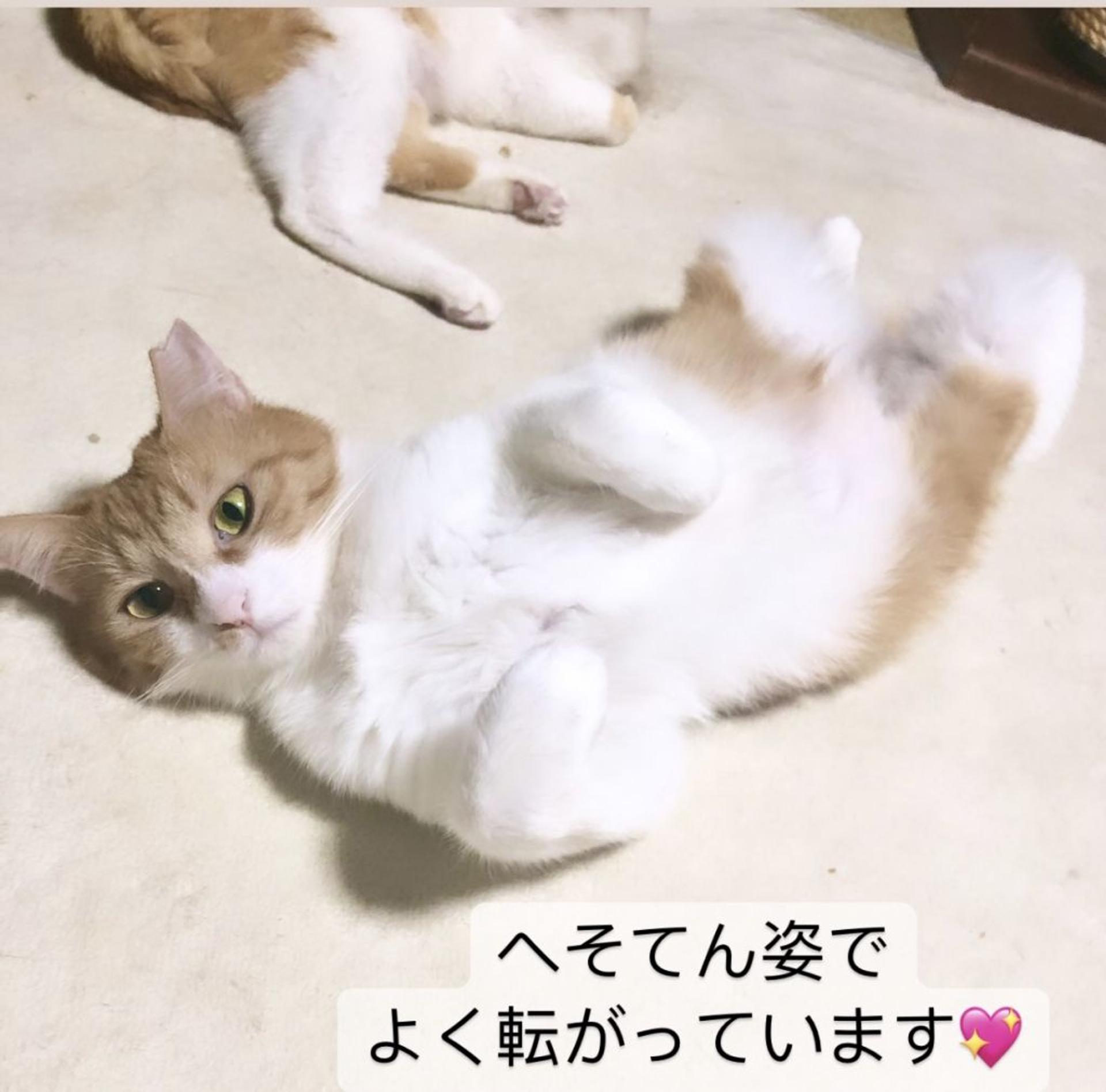 pet-image-4