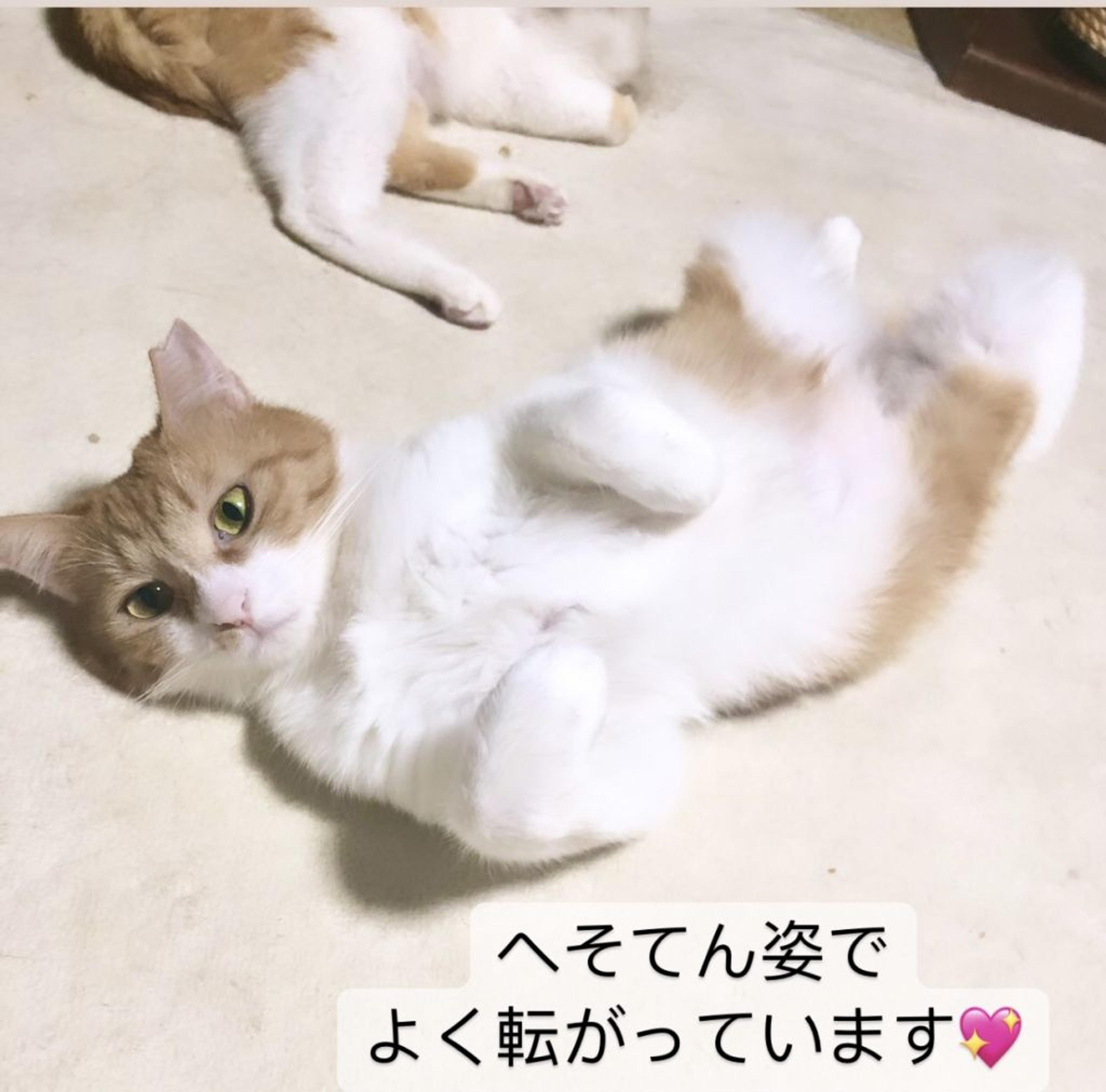 pet-image-4