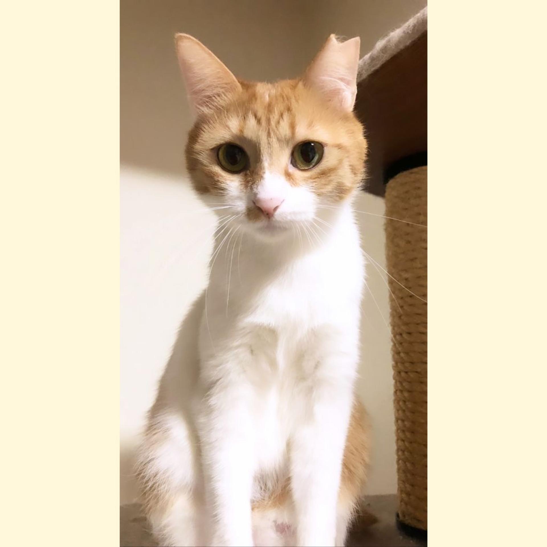 pet-image-7