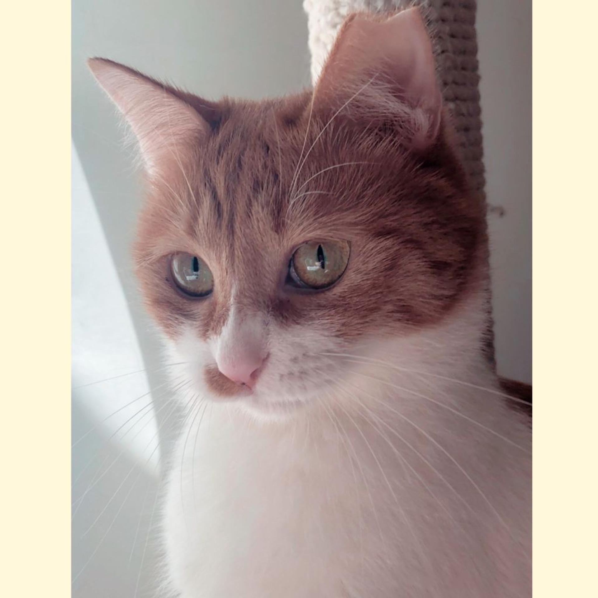 pet-image-8
