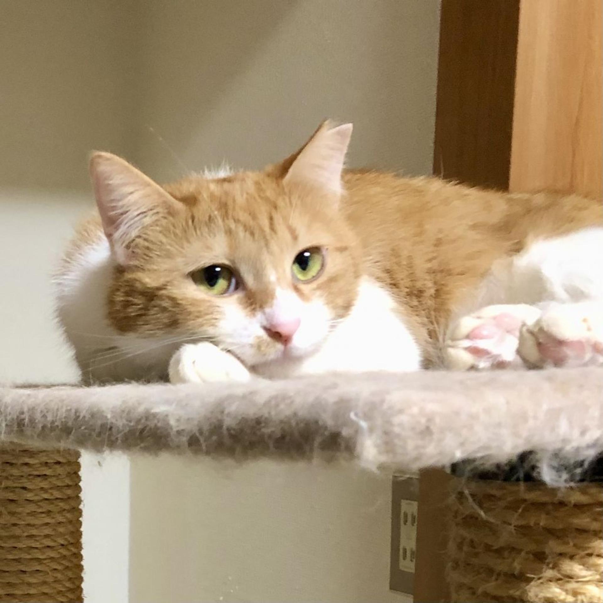 pet-image-9