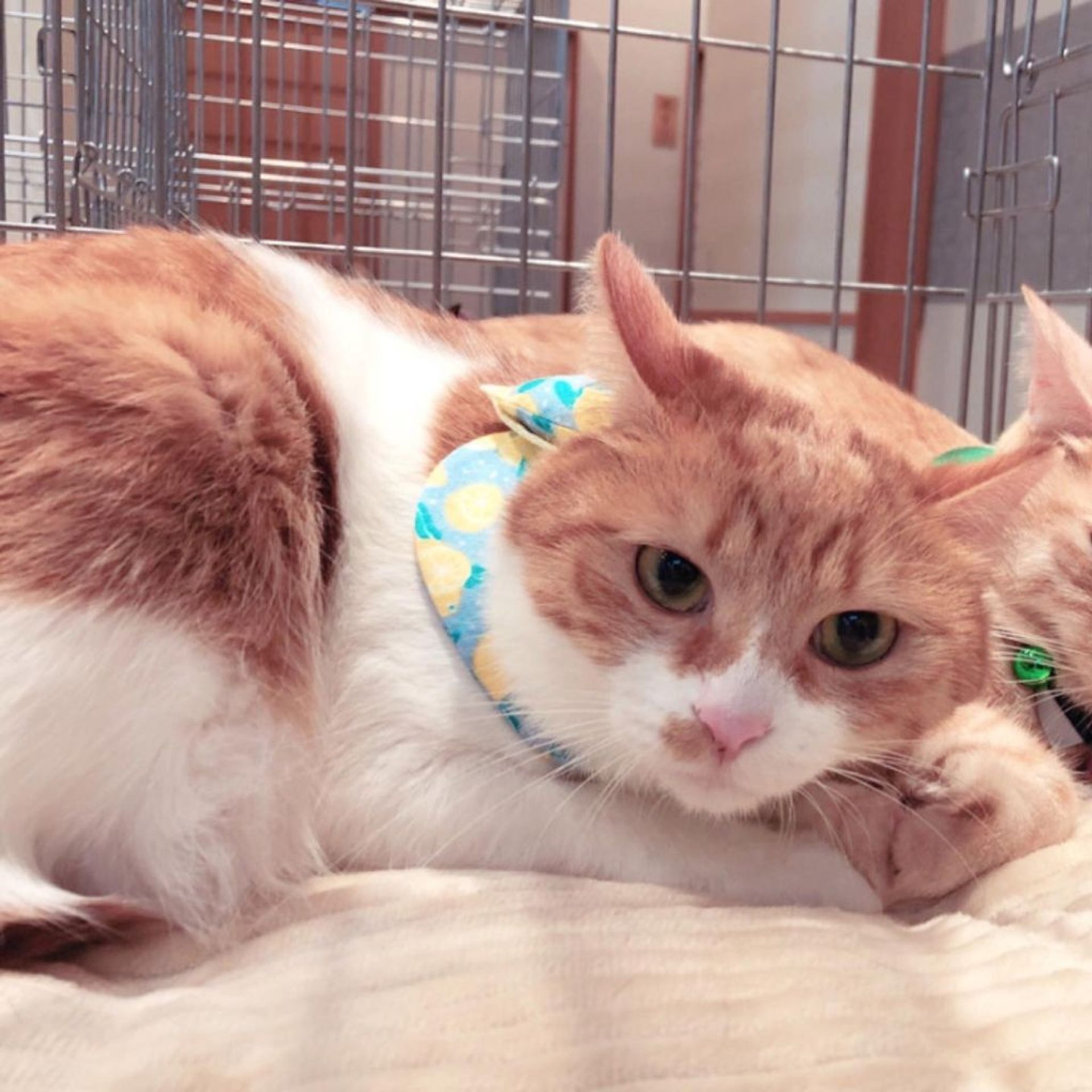 雑種（ミックス猫）・メスの里親募集の写真