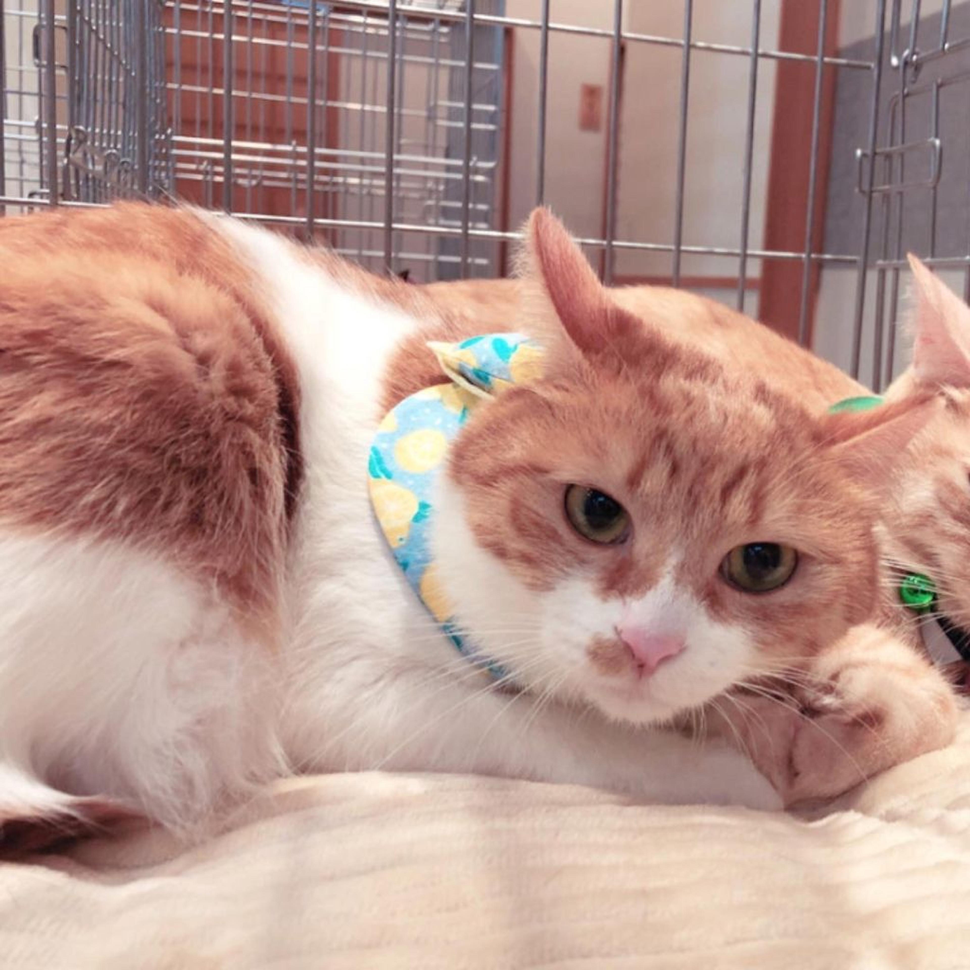 pet-image-2