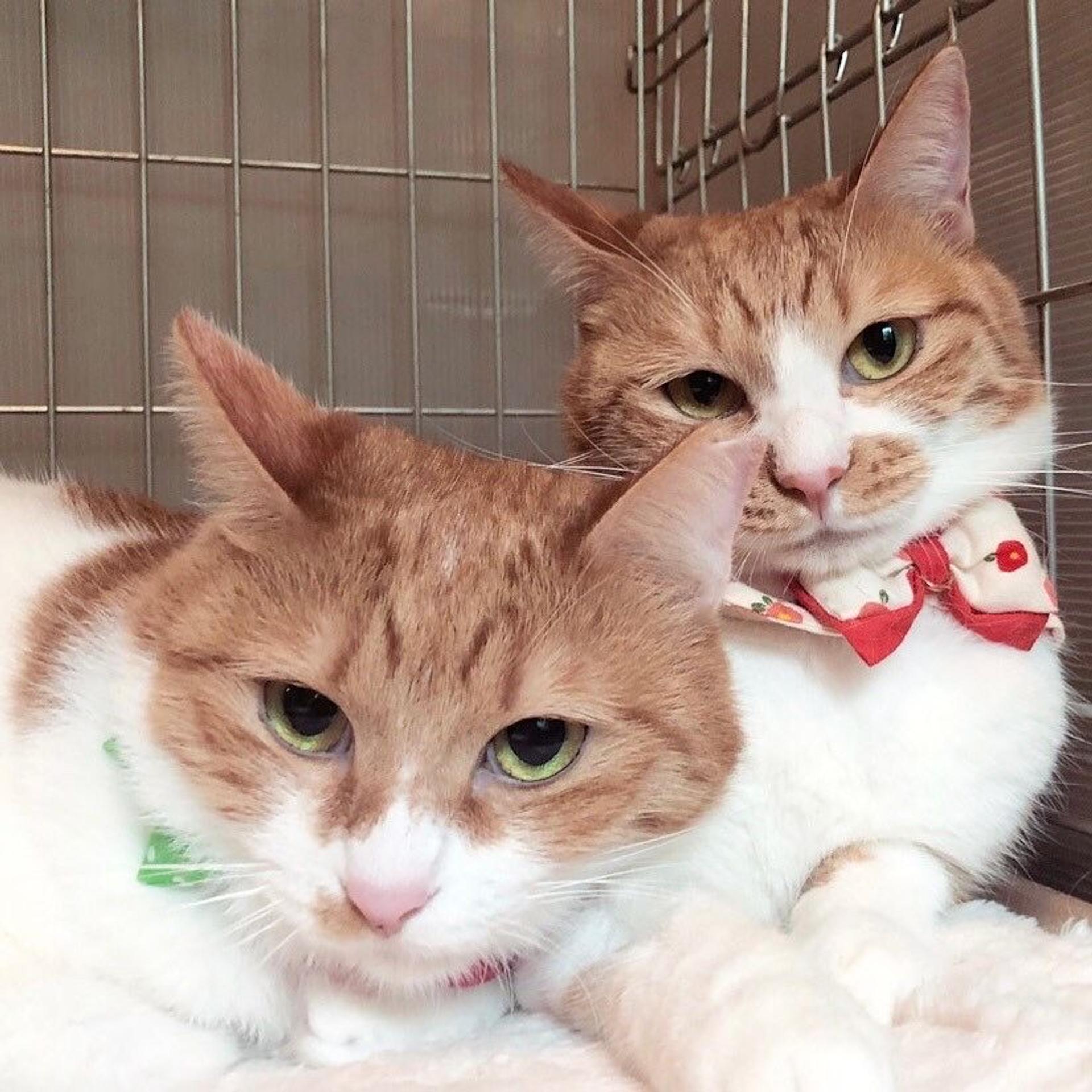 pet-image-5