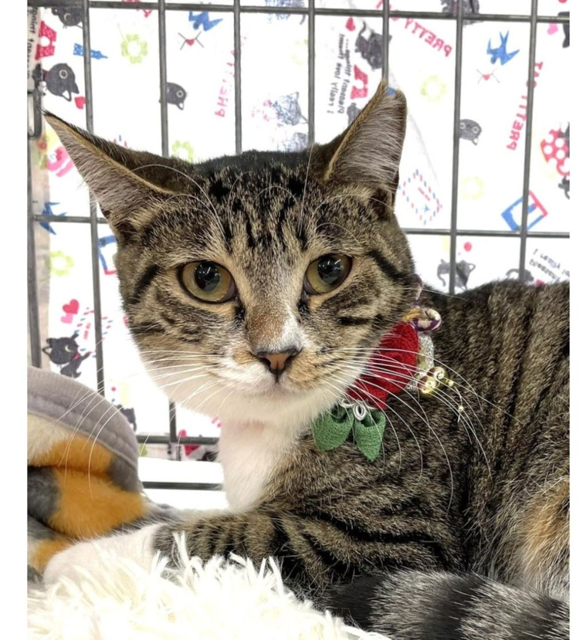 雑種（ミックス猫）・オスの里親募集の写真