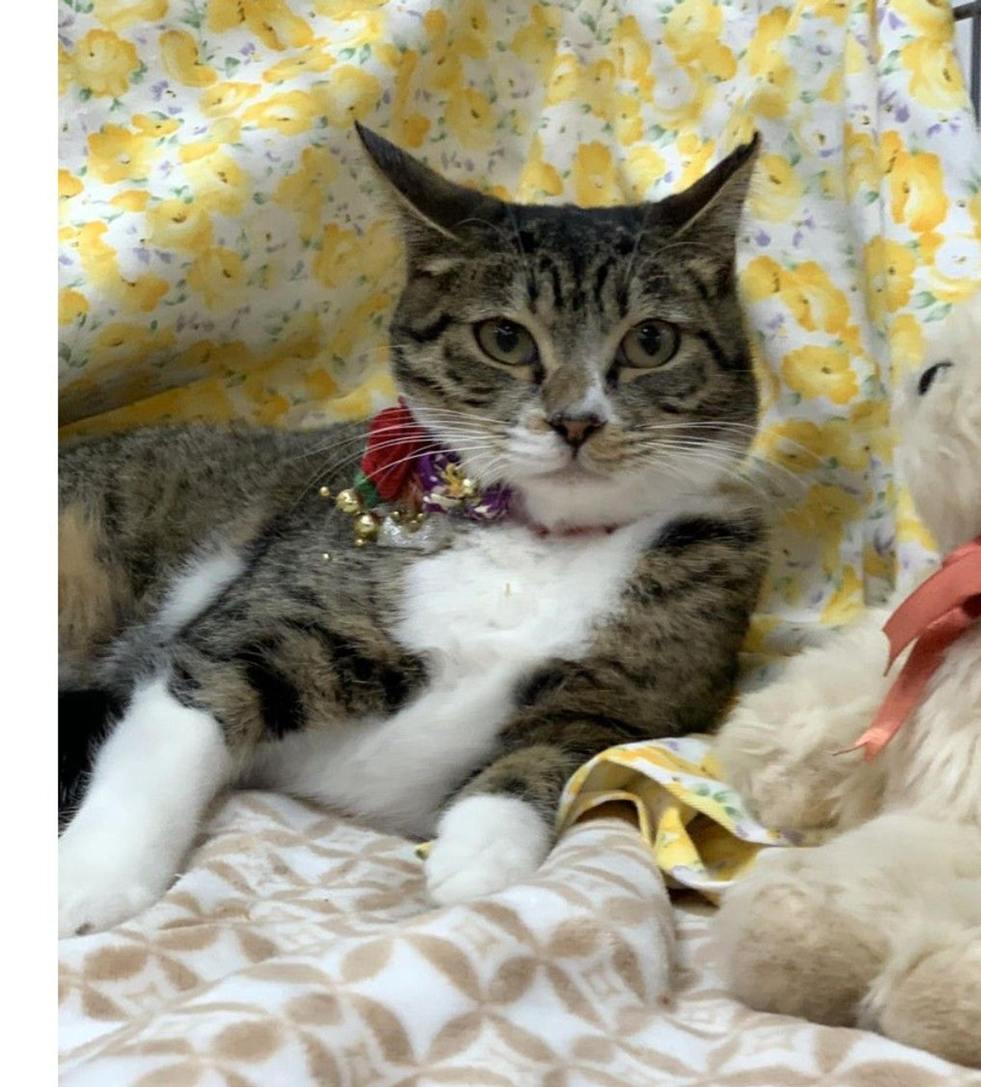 pet-image-3