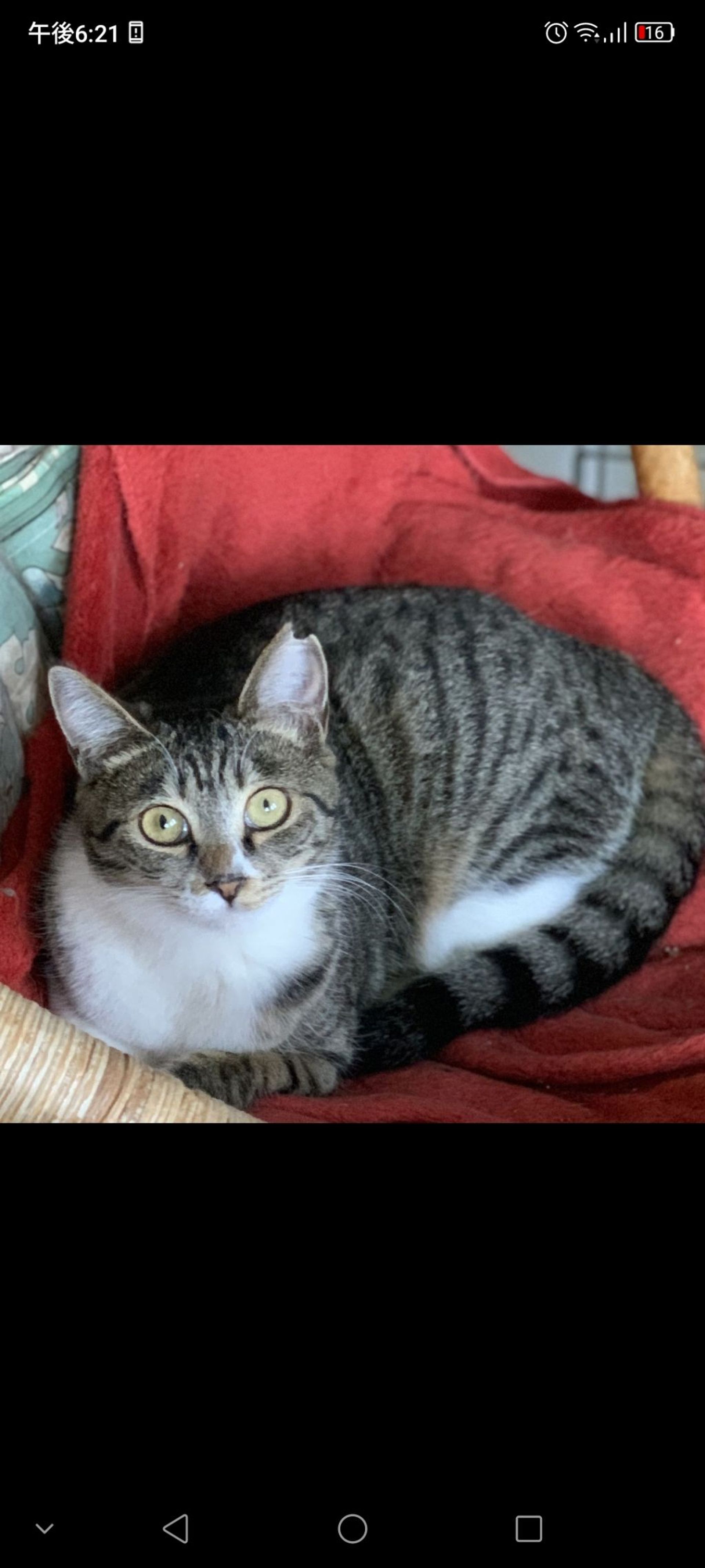 雑種（ミックス猫）・オスの里親募集の写真