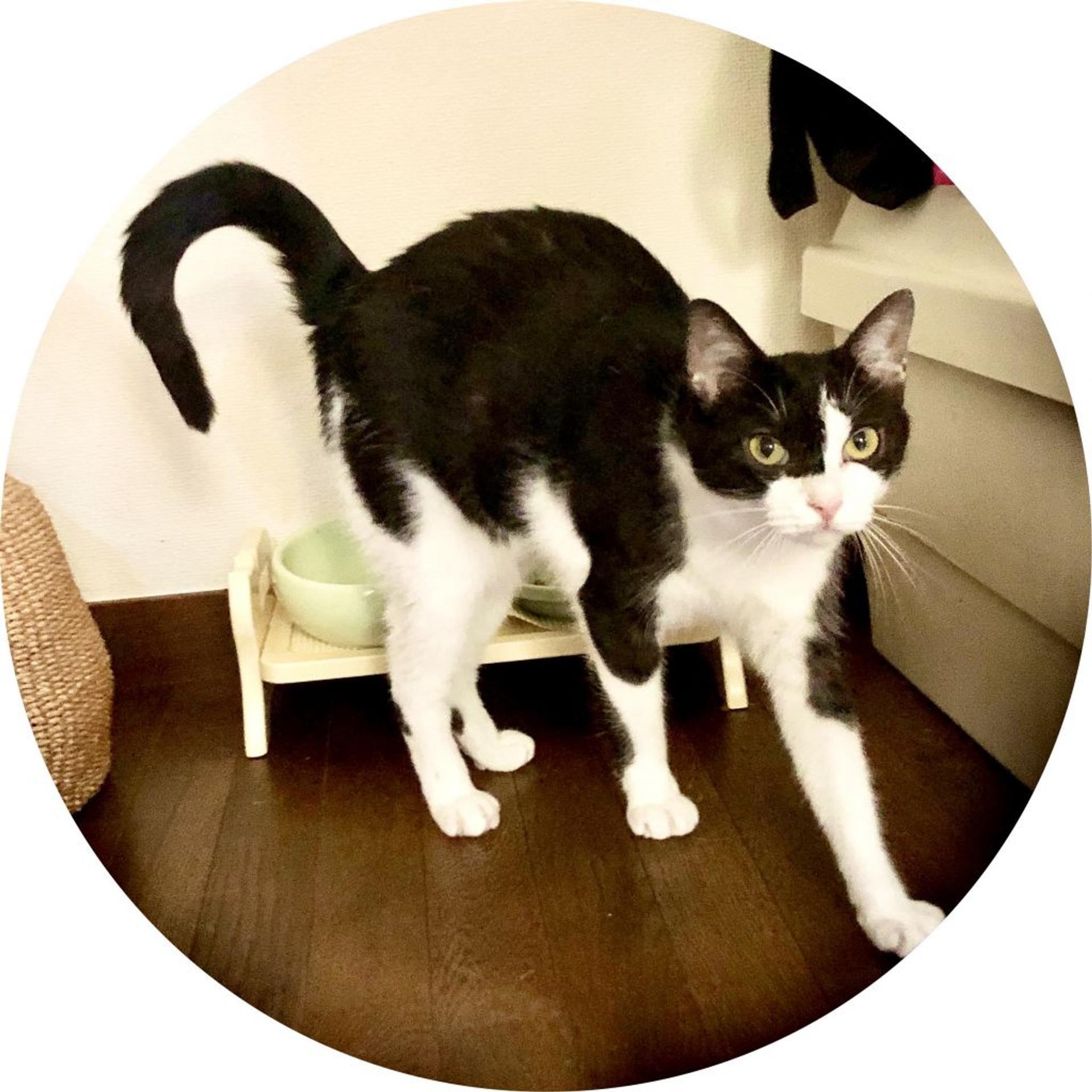 pet-image-2