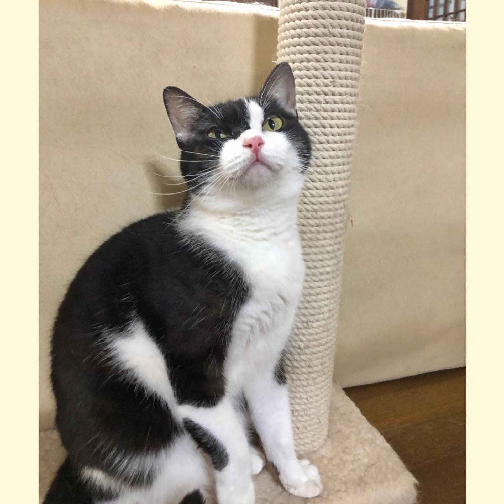 pet-image-4