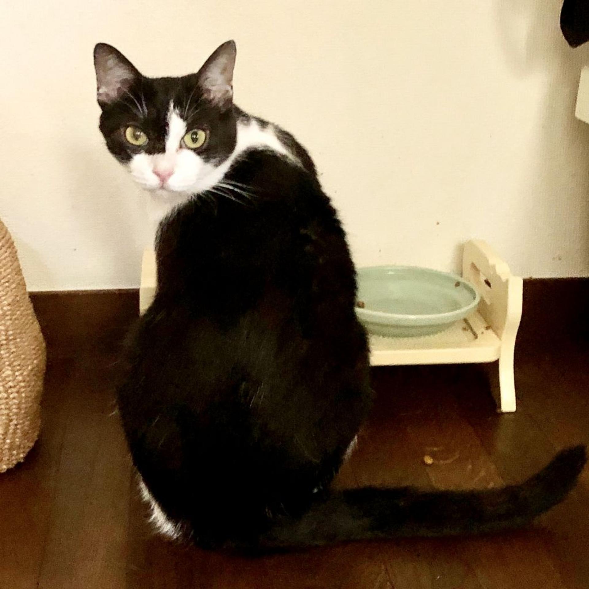 pet-image-6