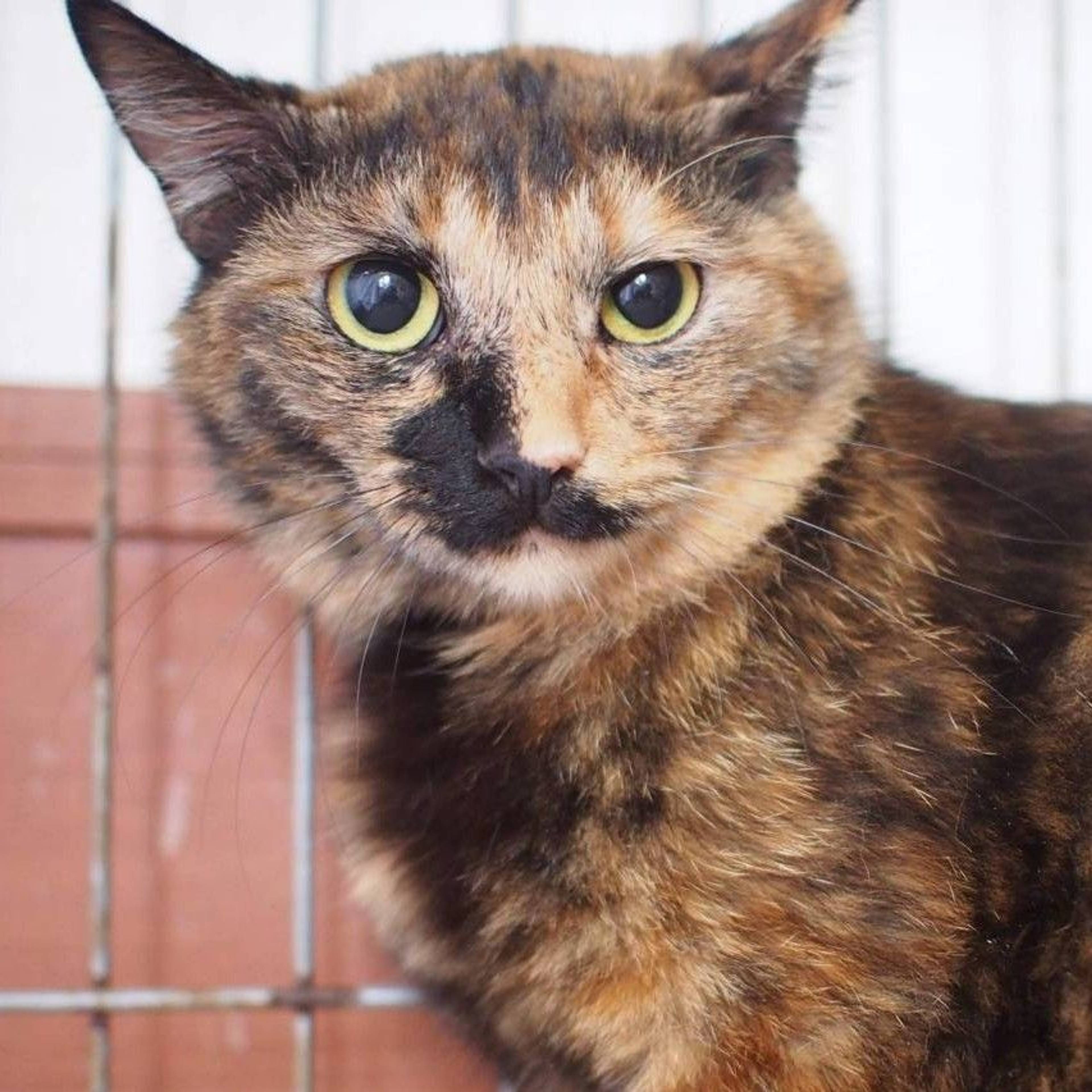 雑種（ミックス猫）・メスの里親募集の写真