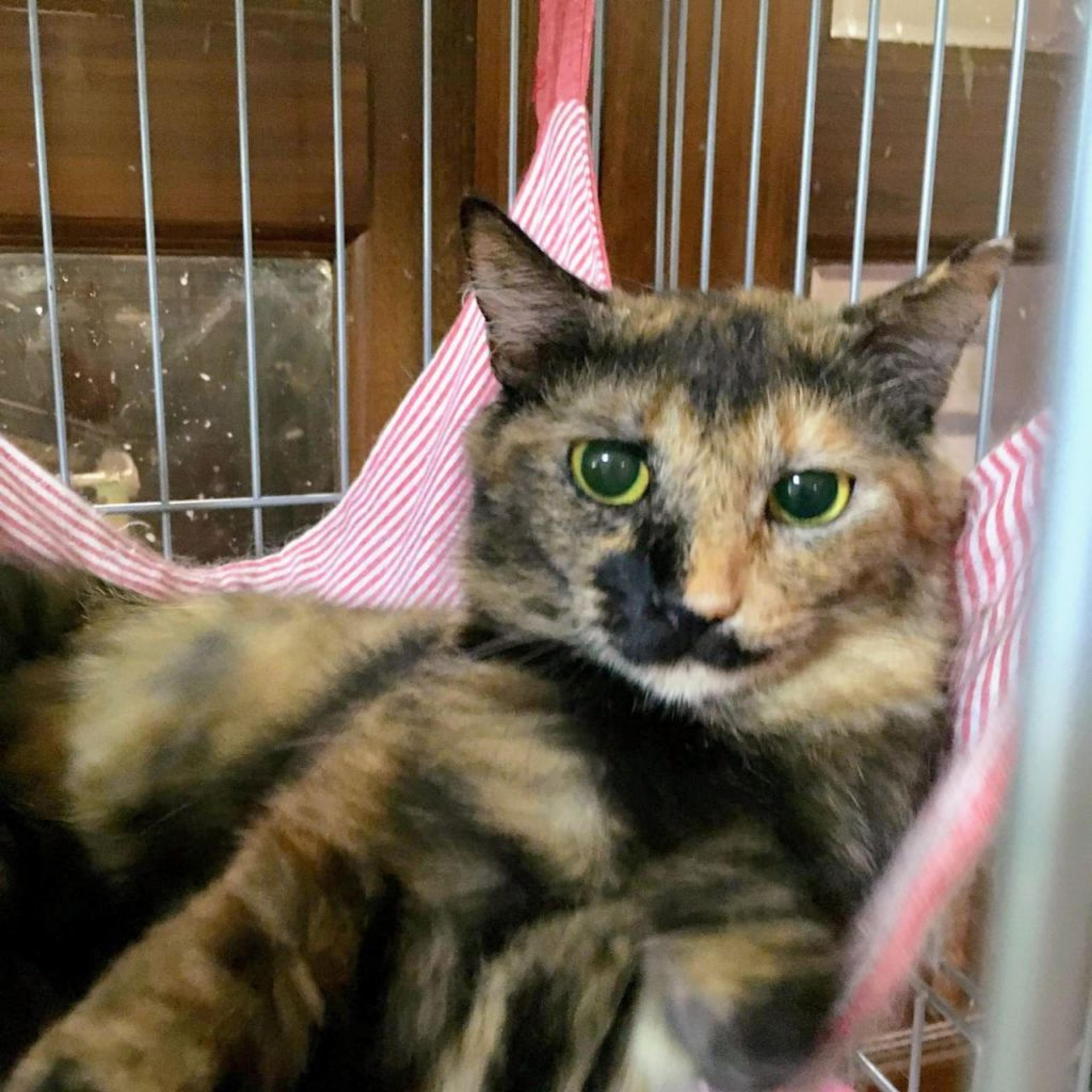 pet-image-3