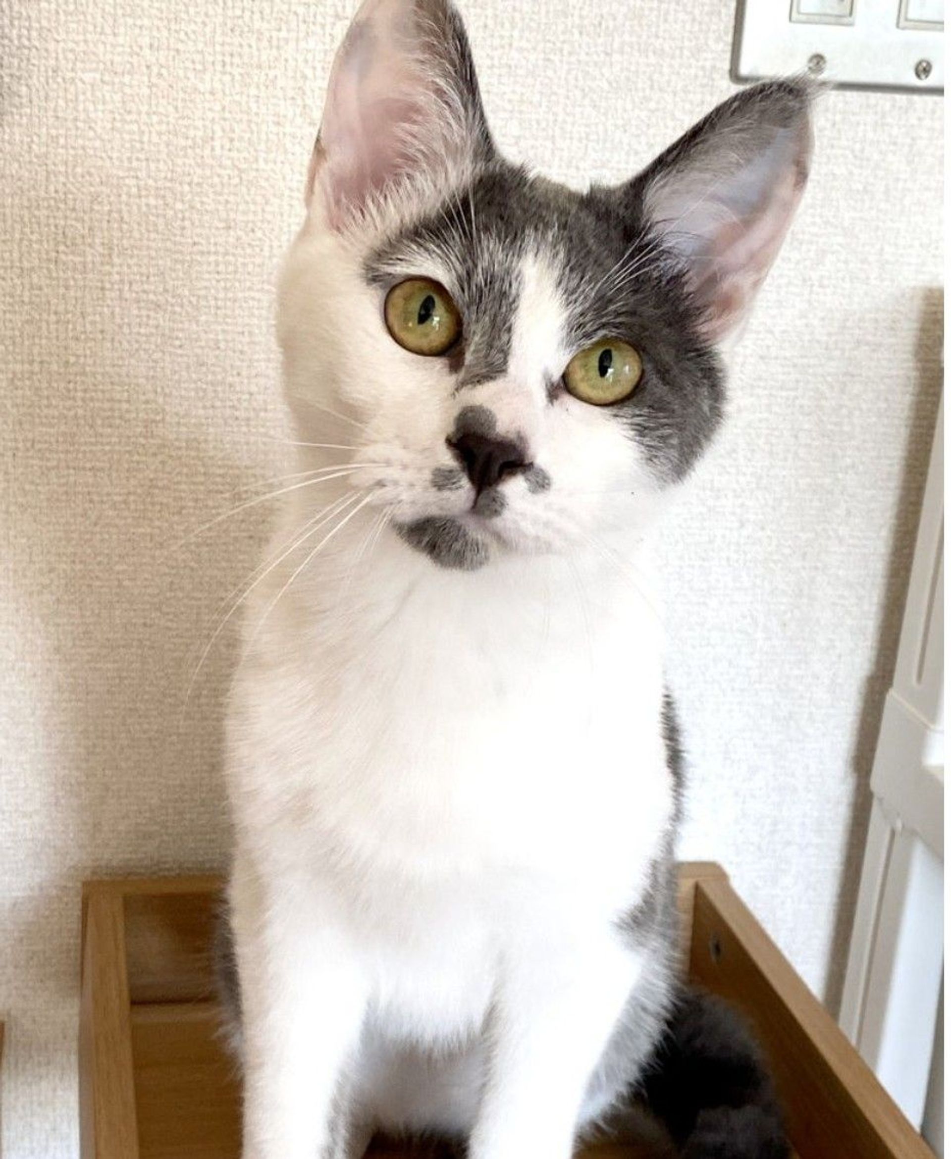 雑種（ミックス猫）・オスの里親募集の写真