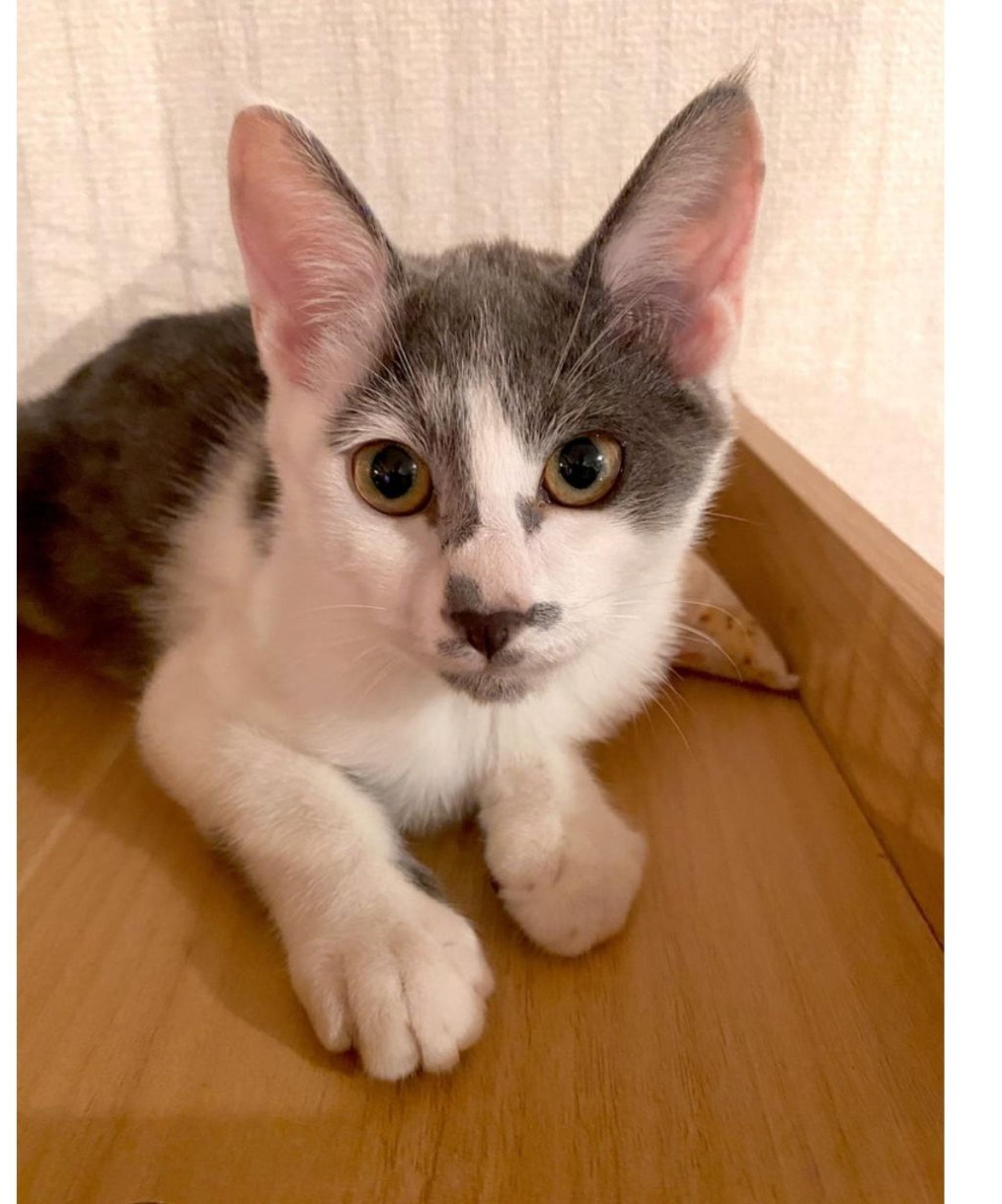 pet-image-2