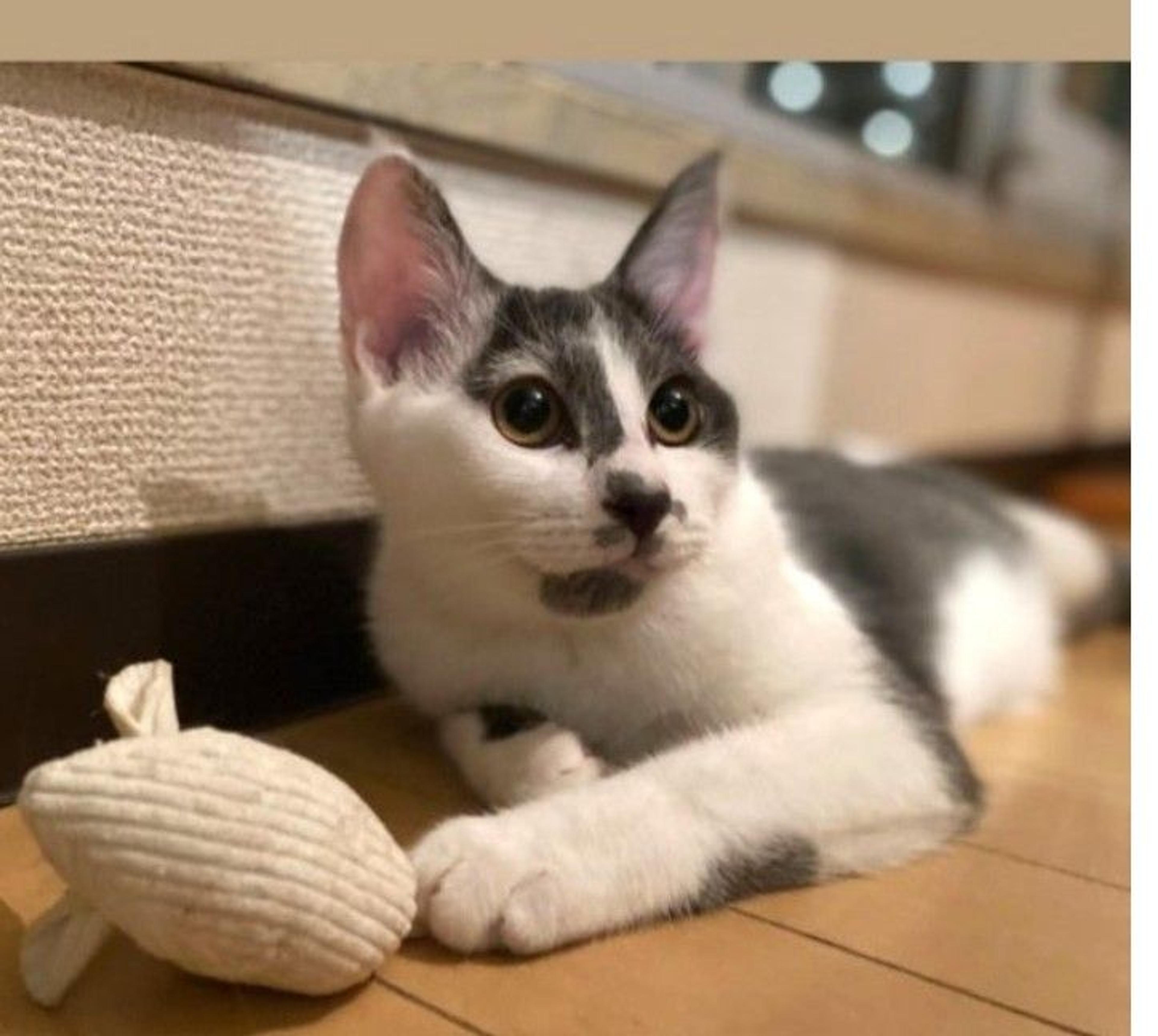 pet-image-3