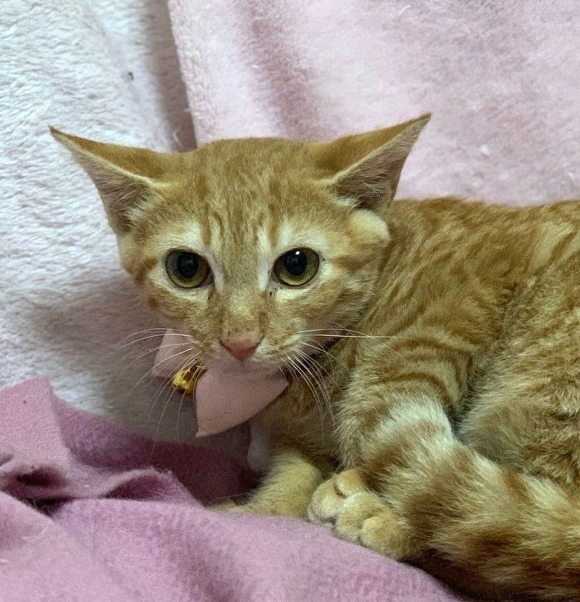 雑種（ミックス猫）・メスの里親募集の写真