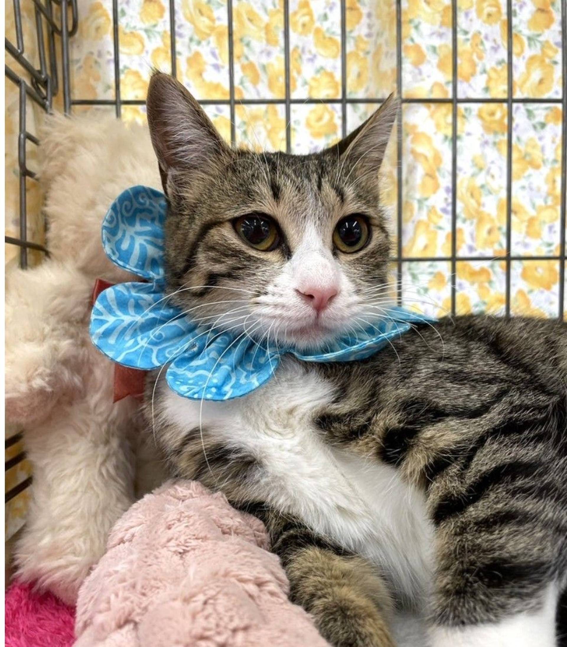 雑種（ミックス猫）・オスの里親募集の写真