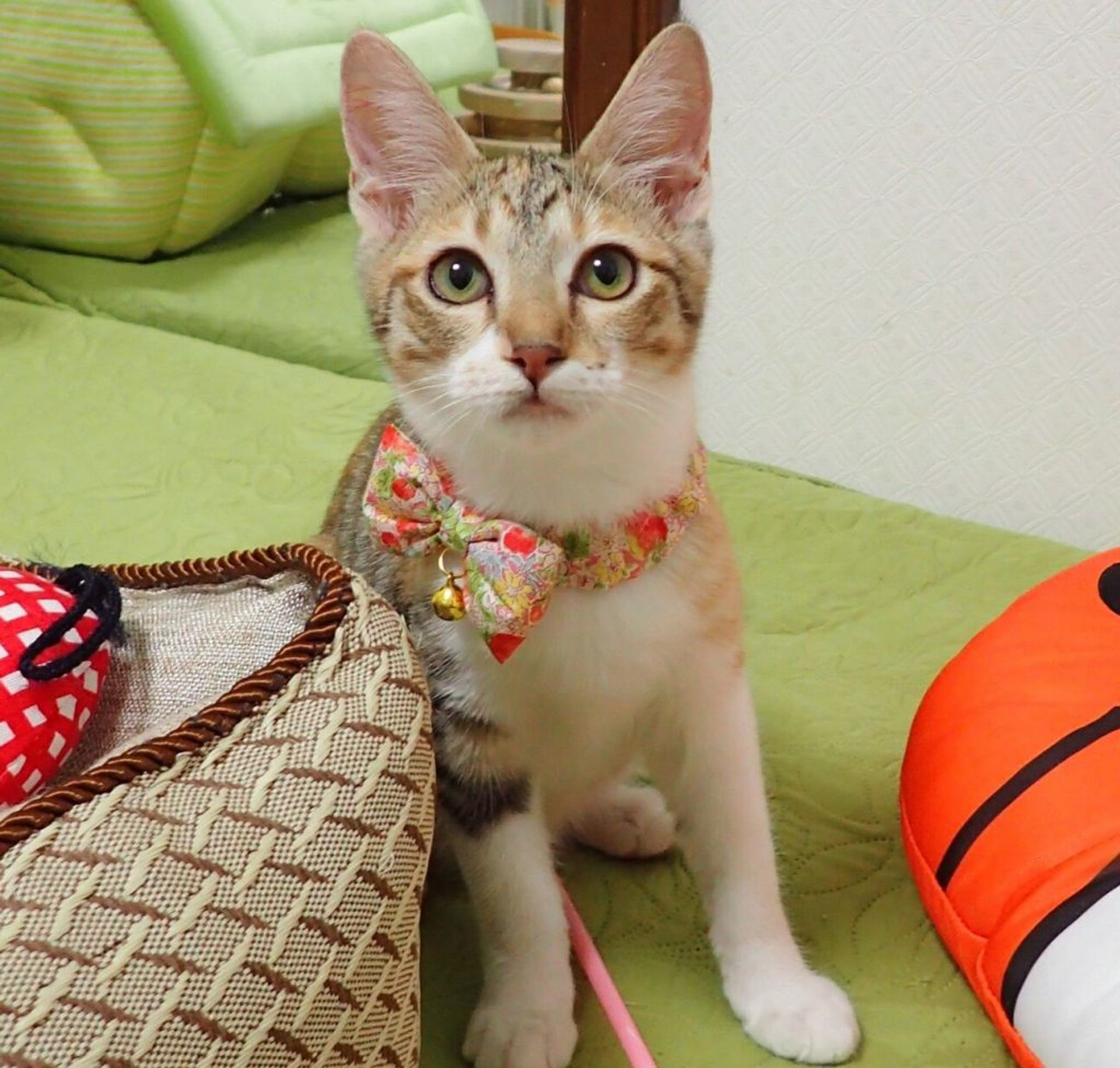 日本猫・メスの里親募集の写真