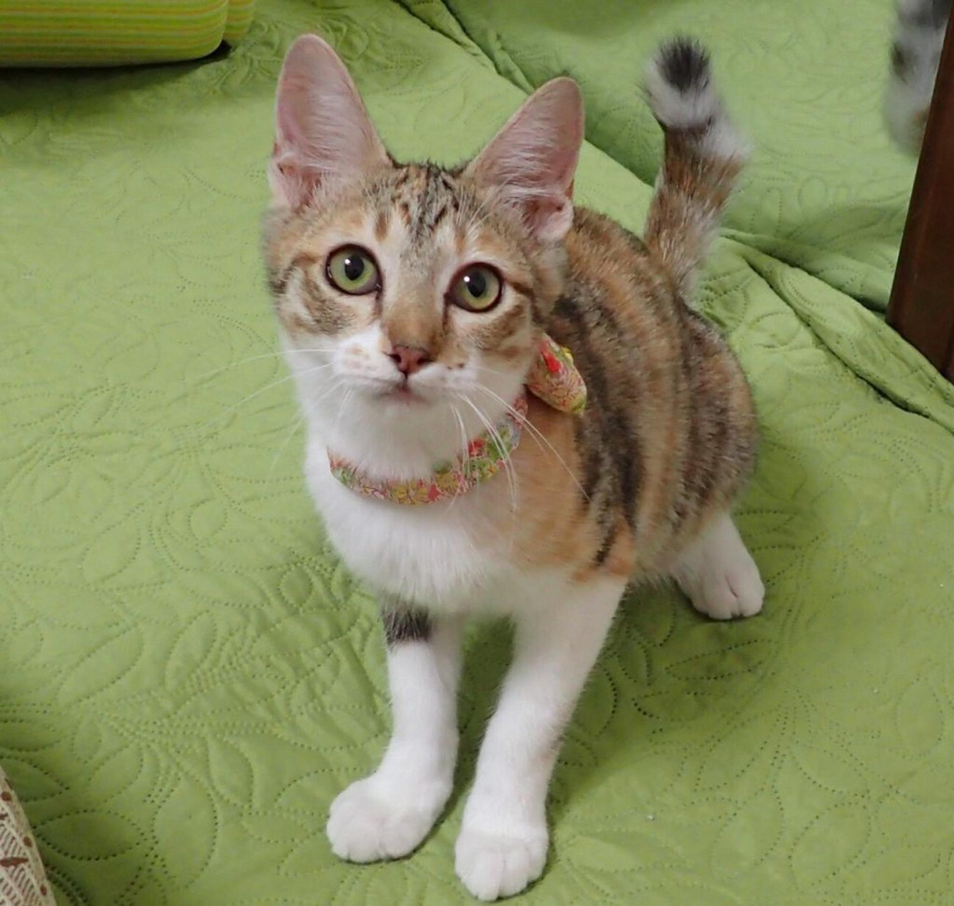 pet-image-3