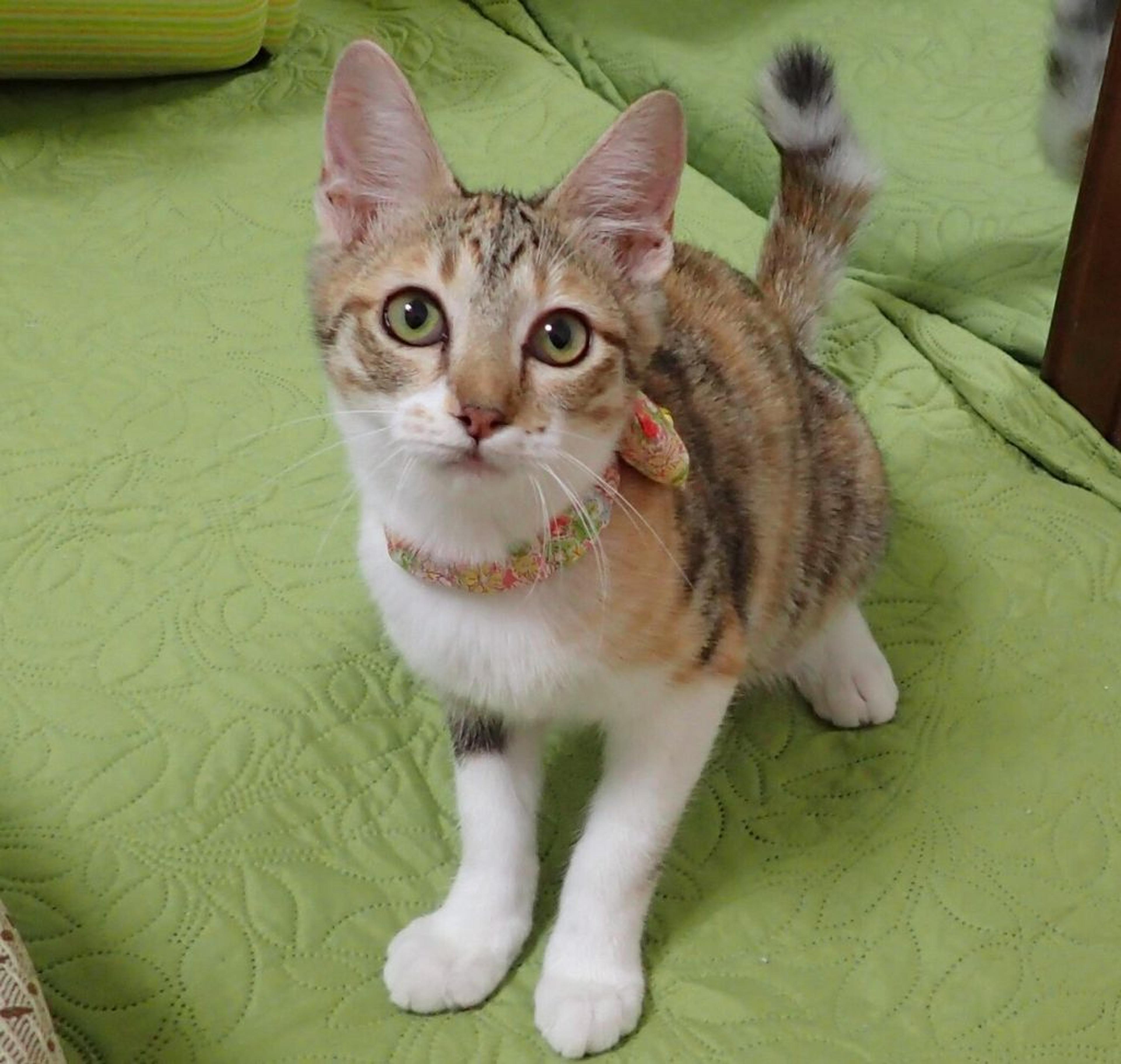 pet-image-3