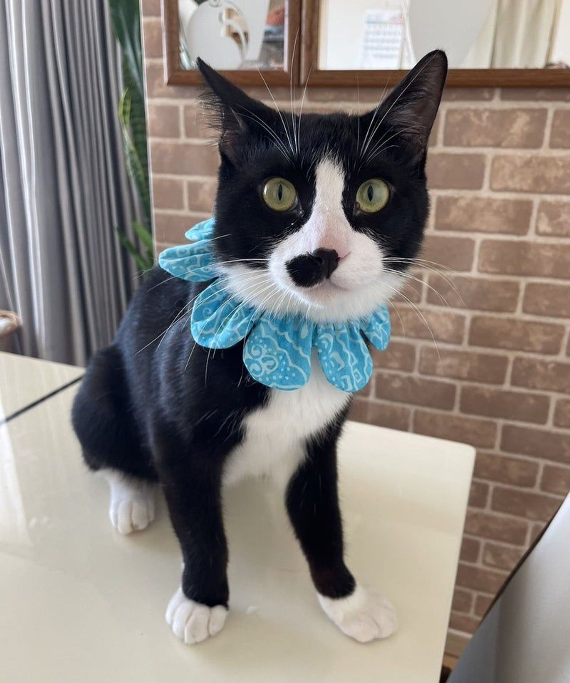 雑種（ミックス猫）・オスの里親募集の写真