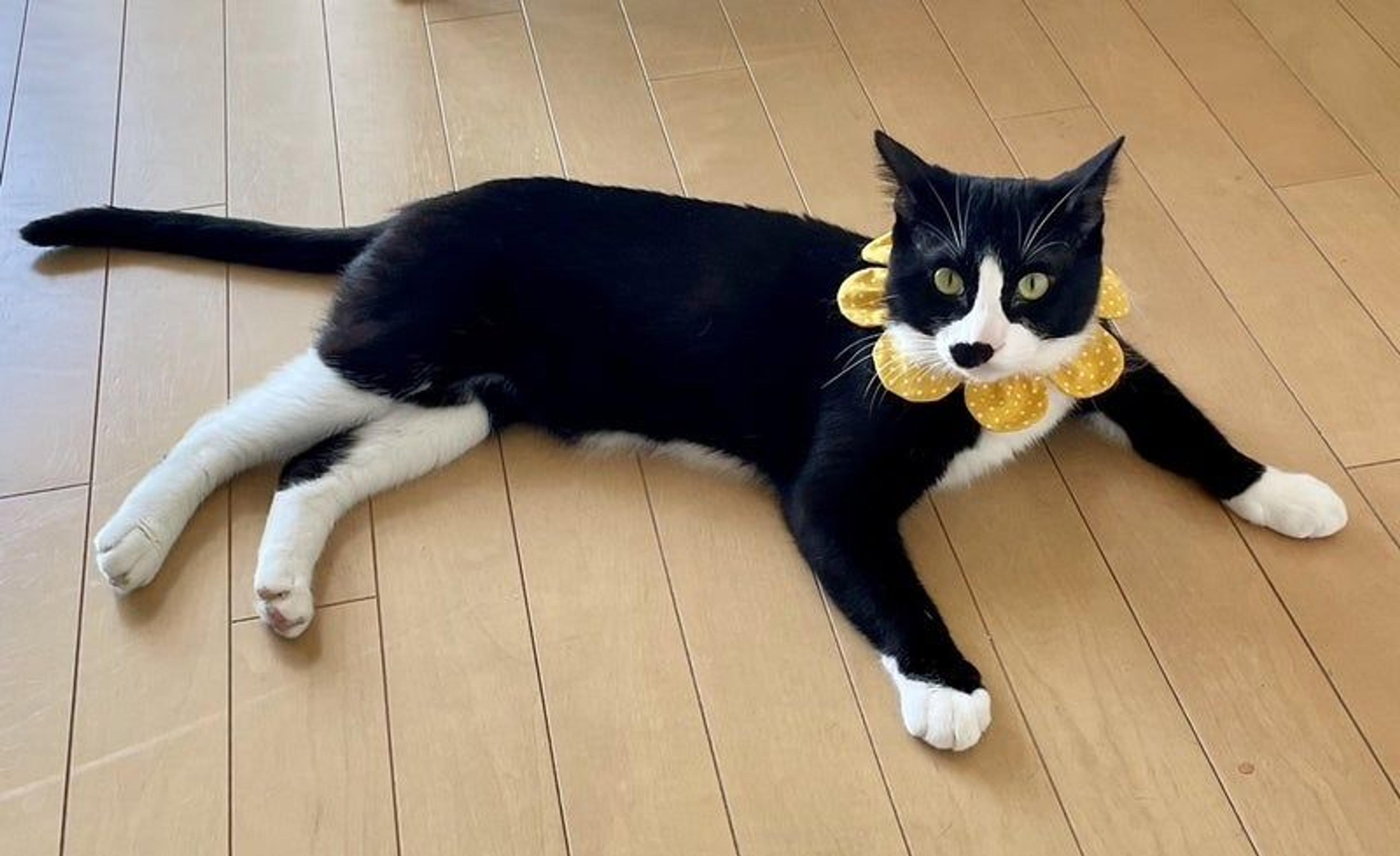 pet-image-3