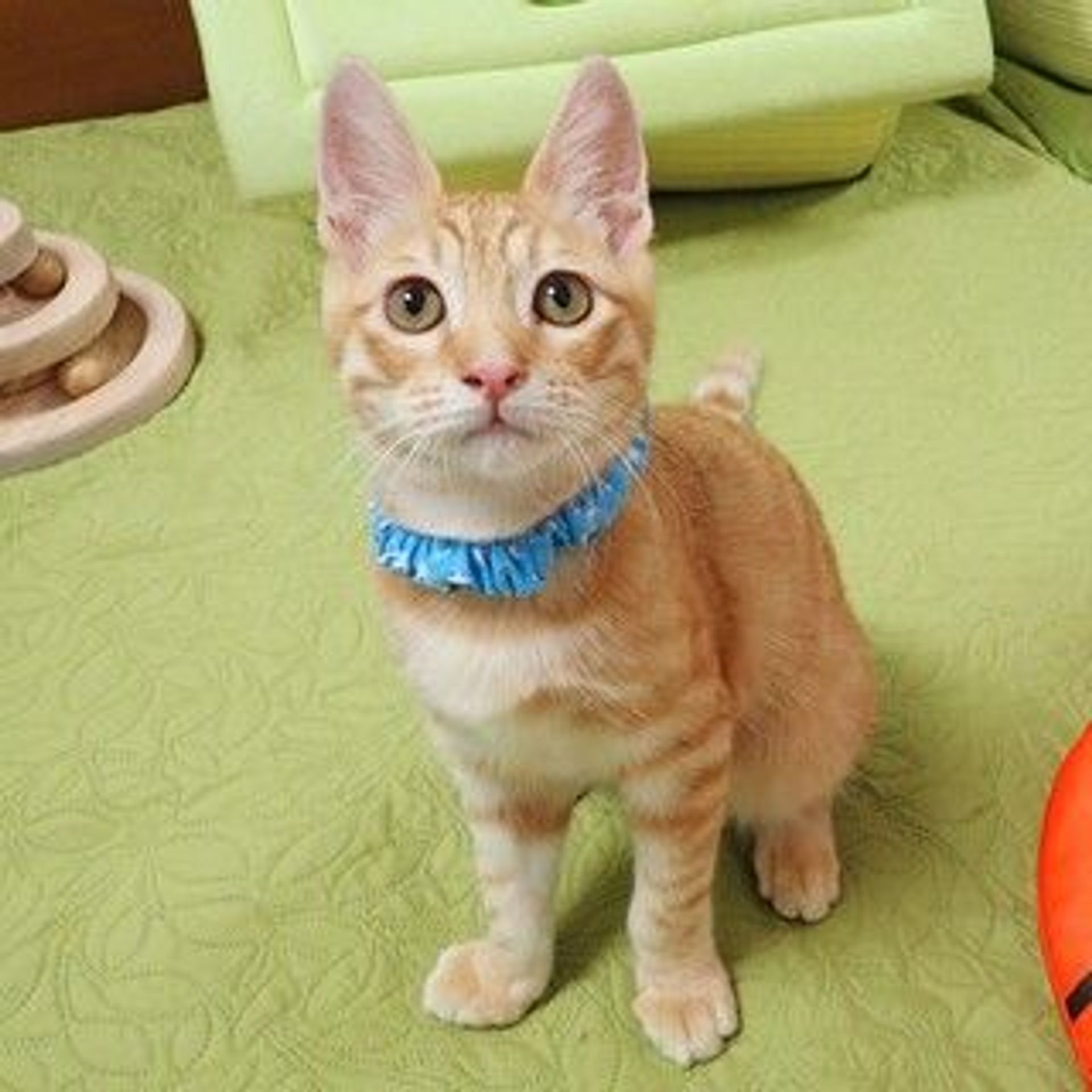 雑種（ミックス猫）・オスの里親募集の写真