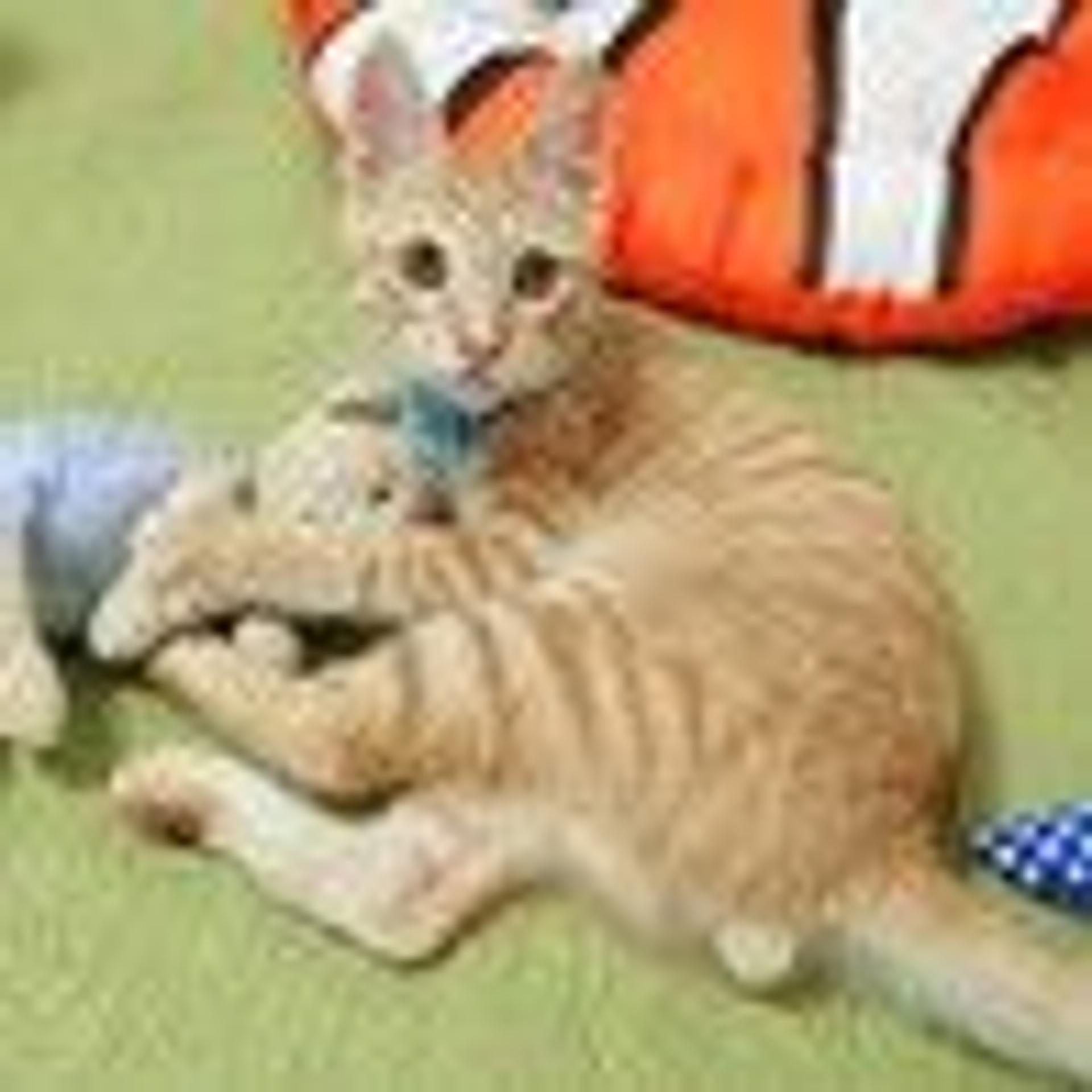 pet-image-4