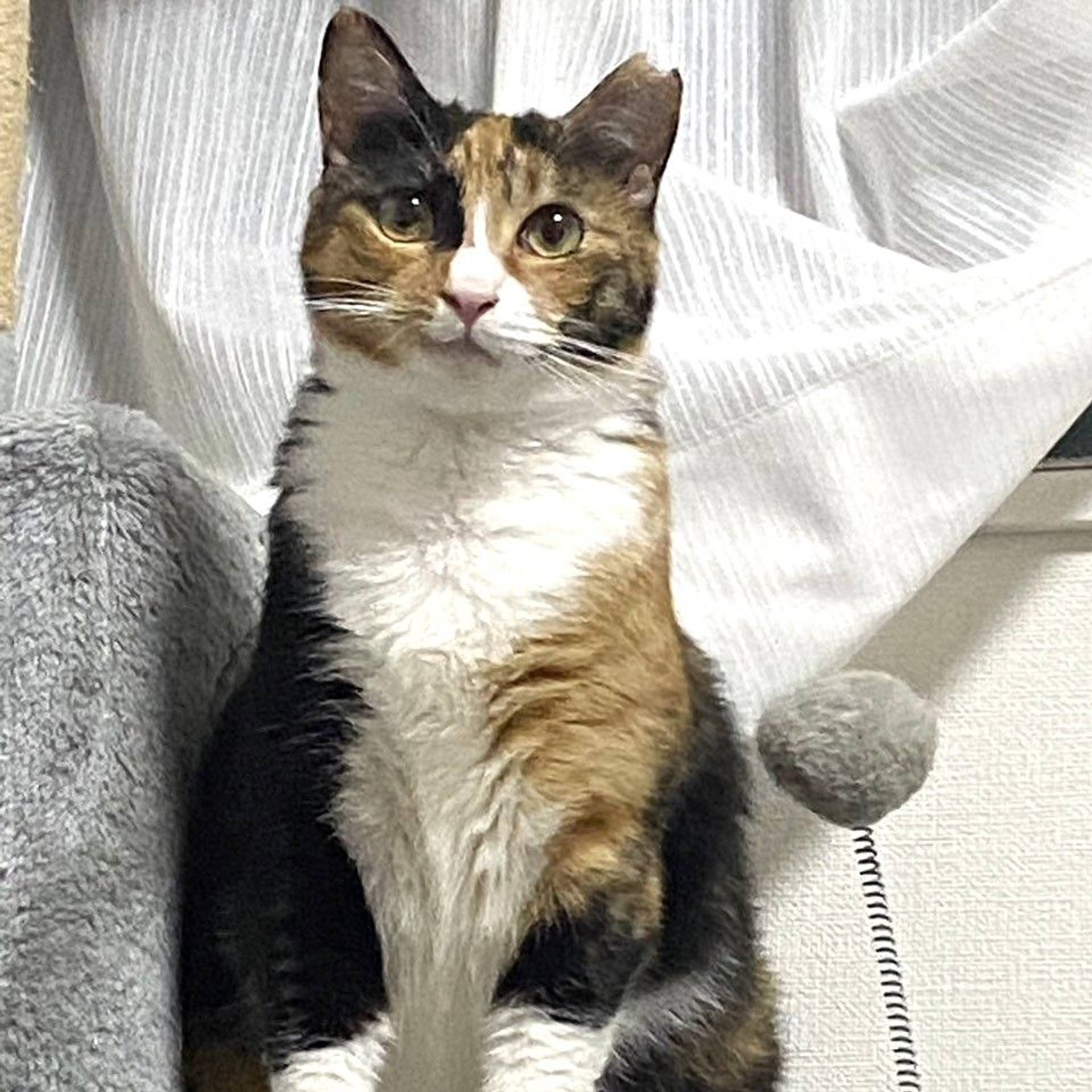 雑種（ミックス猫）・メスの里親募集の写真