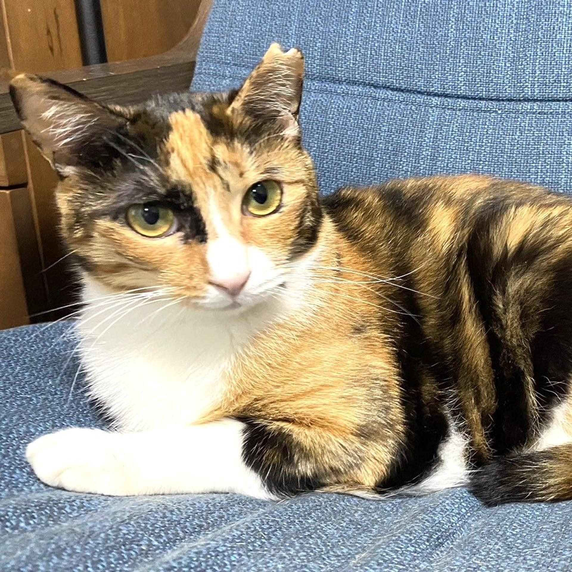 pet-image-2