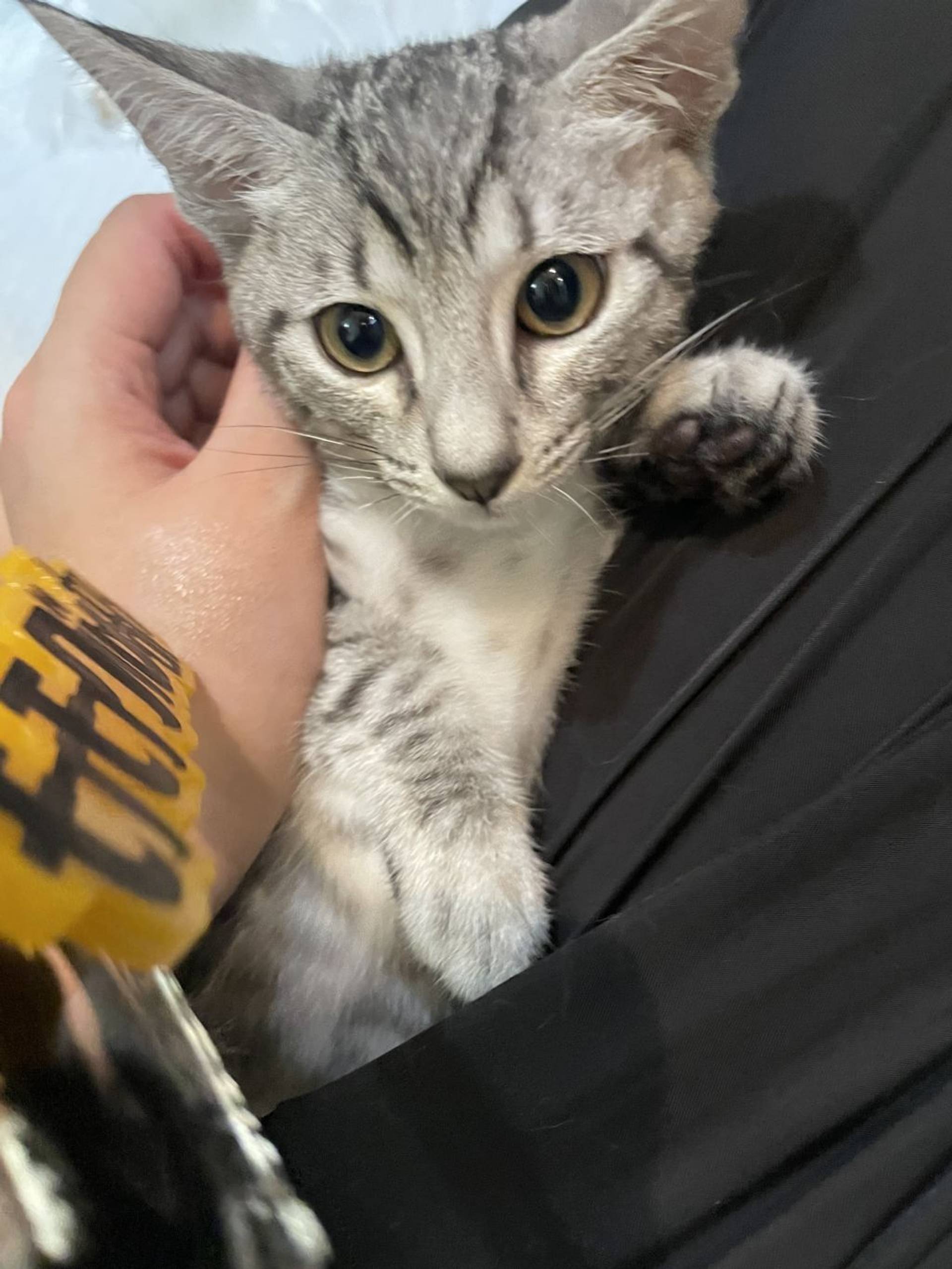 雑種（ミックス猫）・オスの里親募集の写真