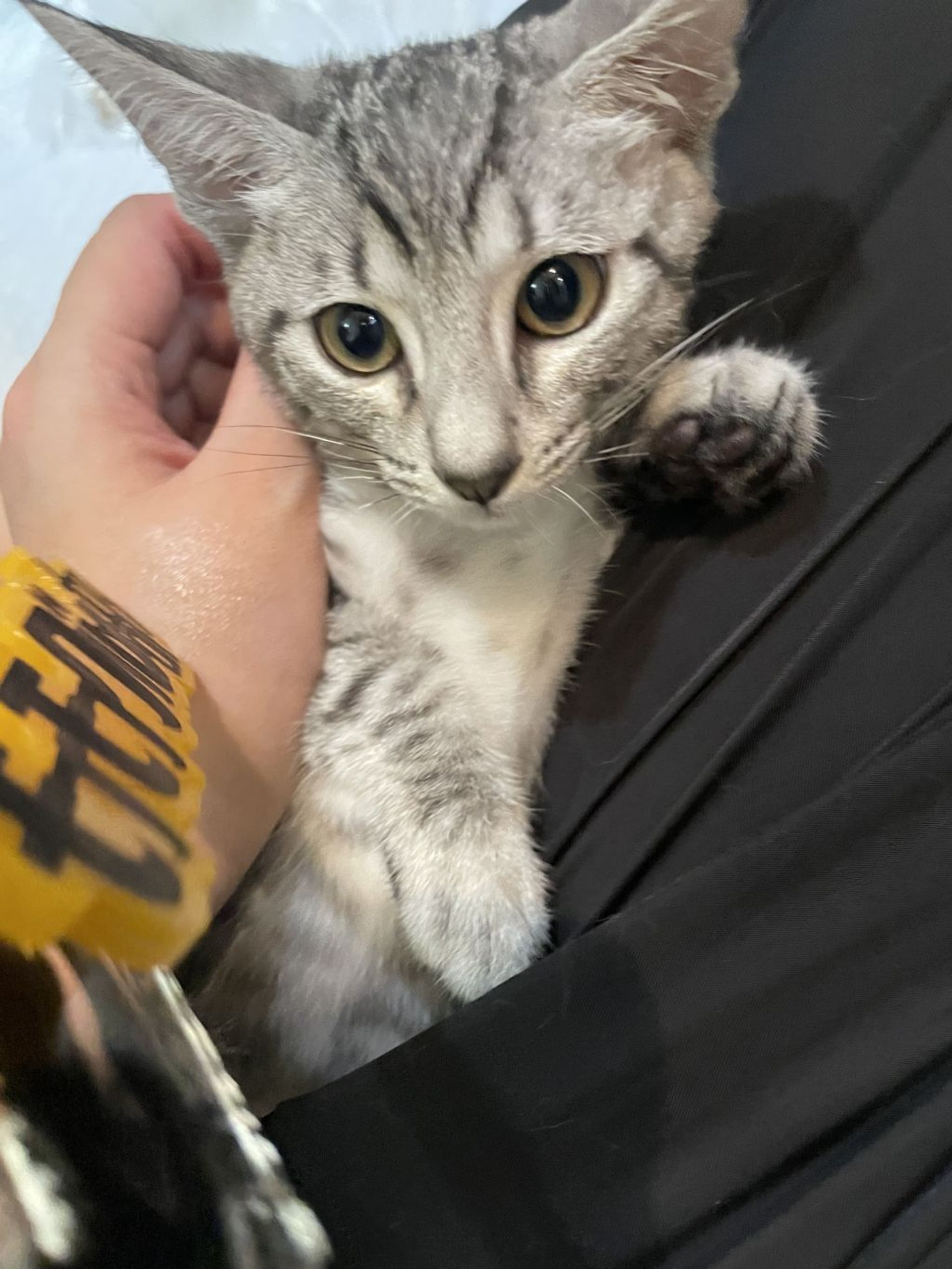 雑種（ミックス猫）・オスの里親募集の写真