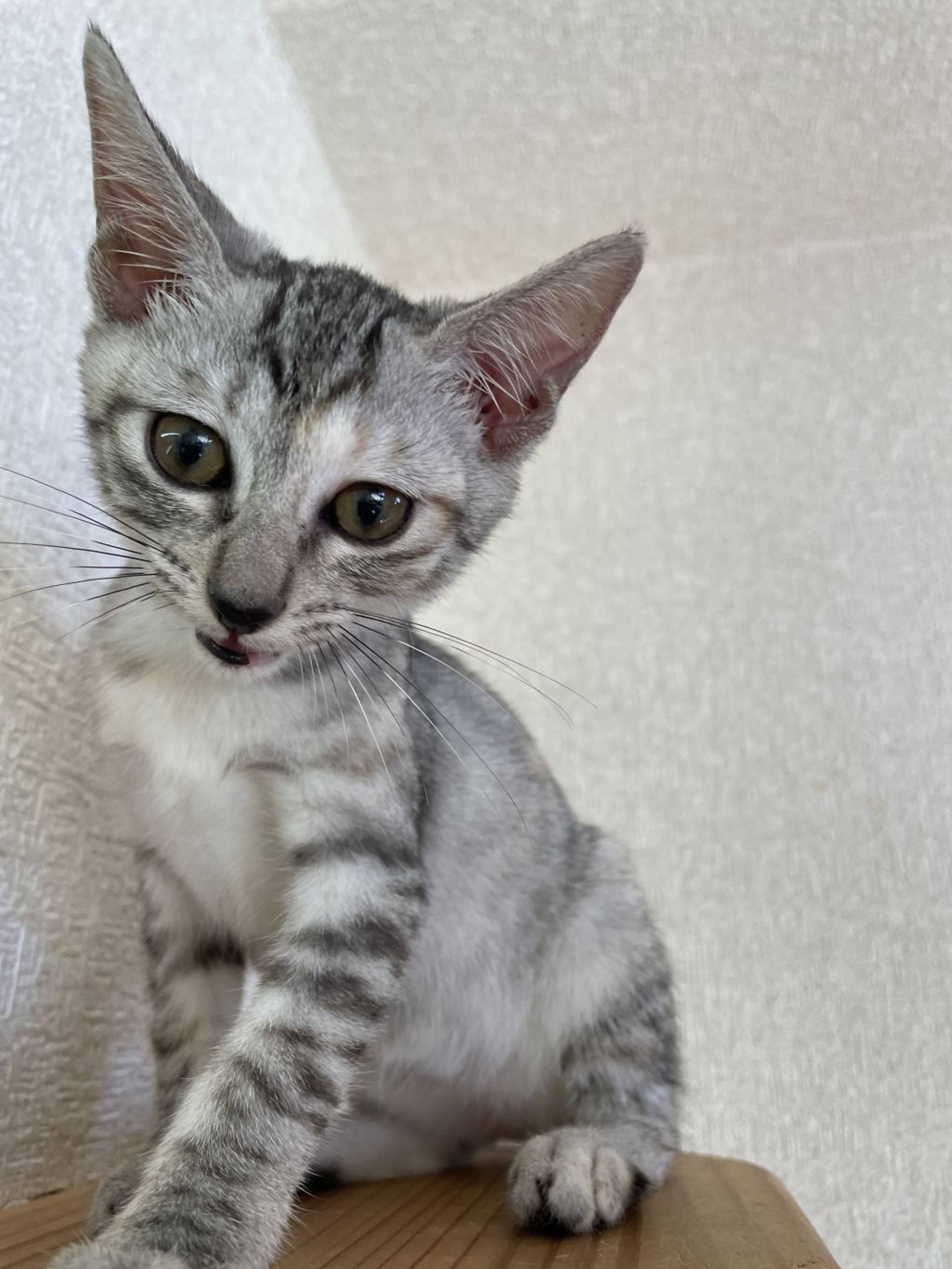 雑種（ミックス猫）・メスの里親募集の写真