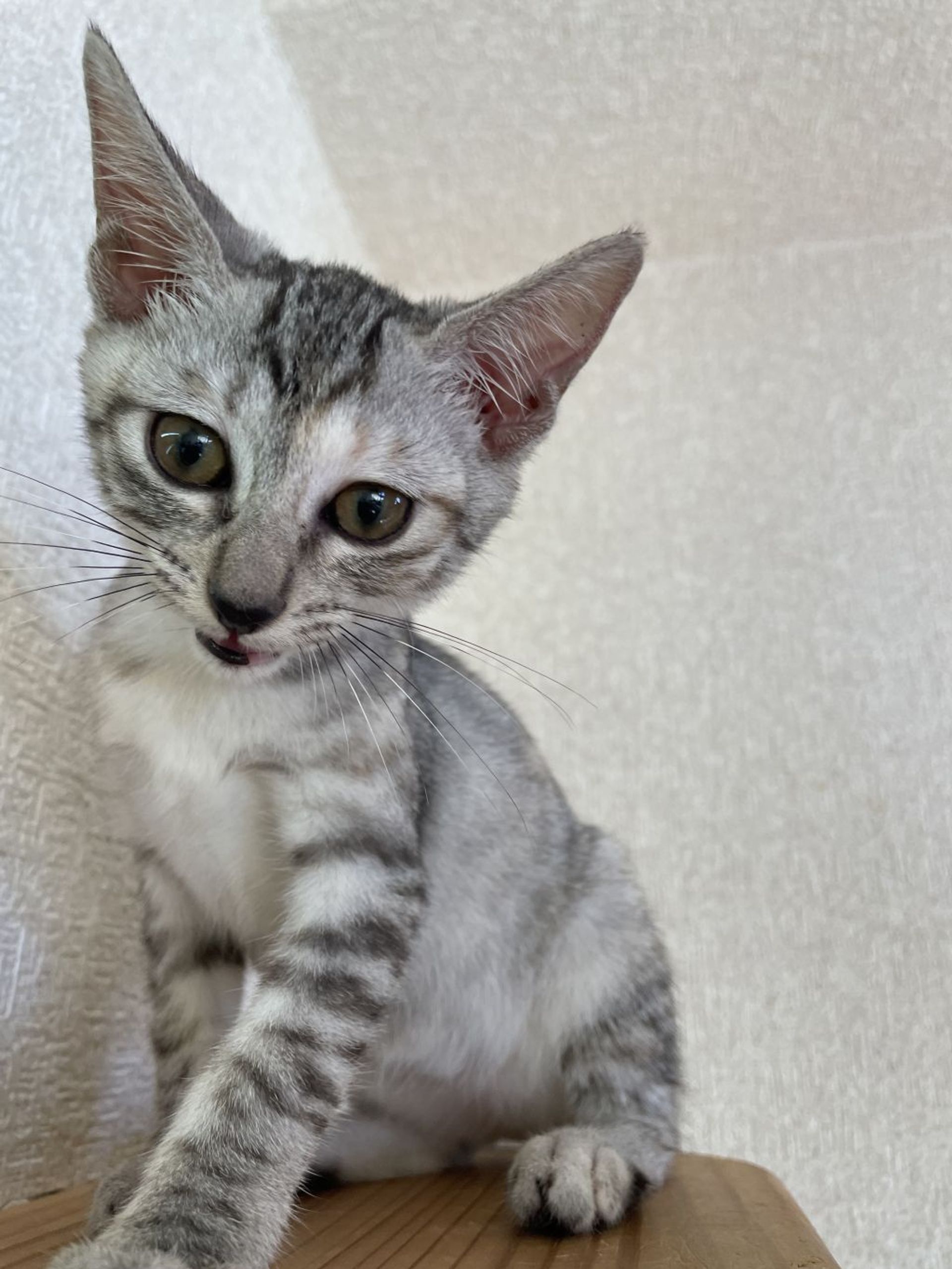 雑種（ミックス猫）・メスの里親募集の写真