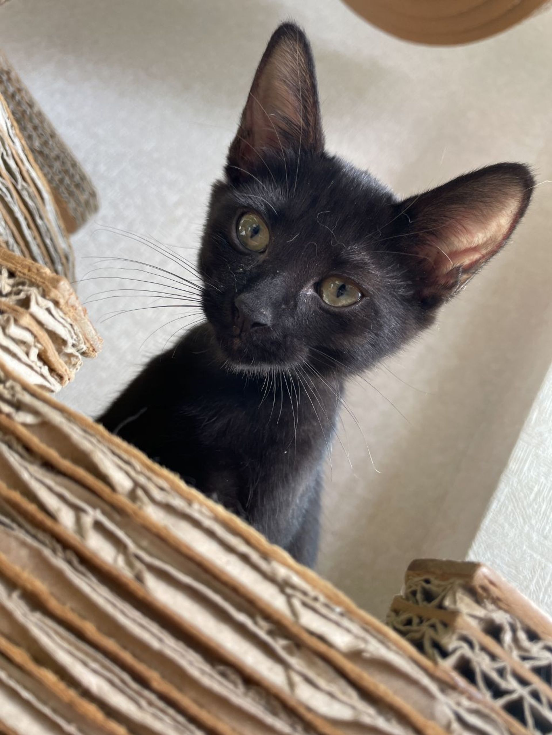 雑種（ミックス猫）・メスの里親募集の写真
